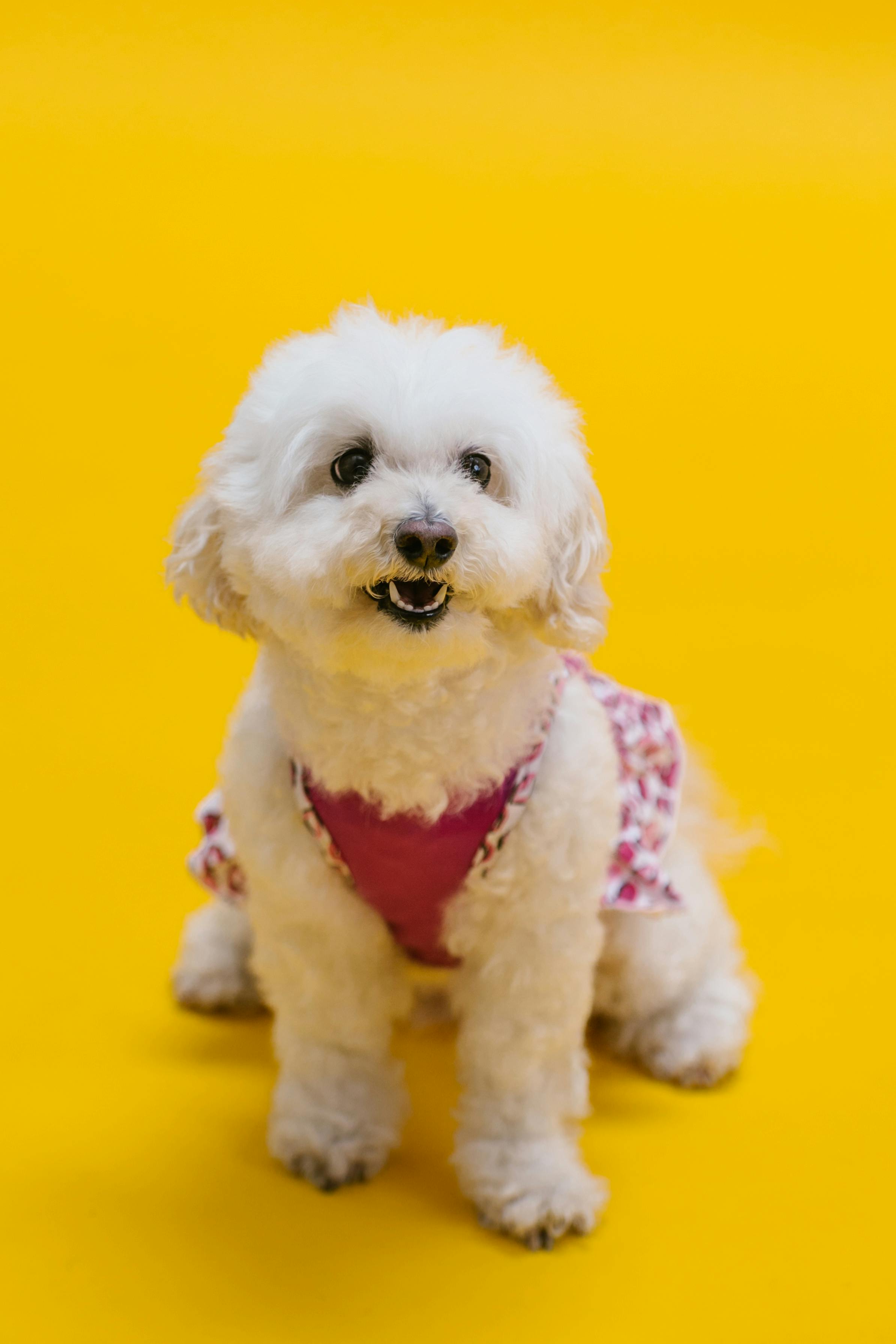 Photograph of a White Poodle Dog · Free