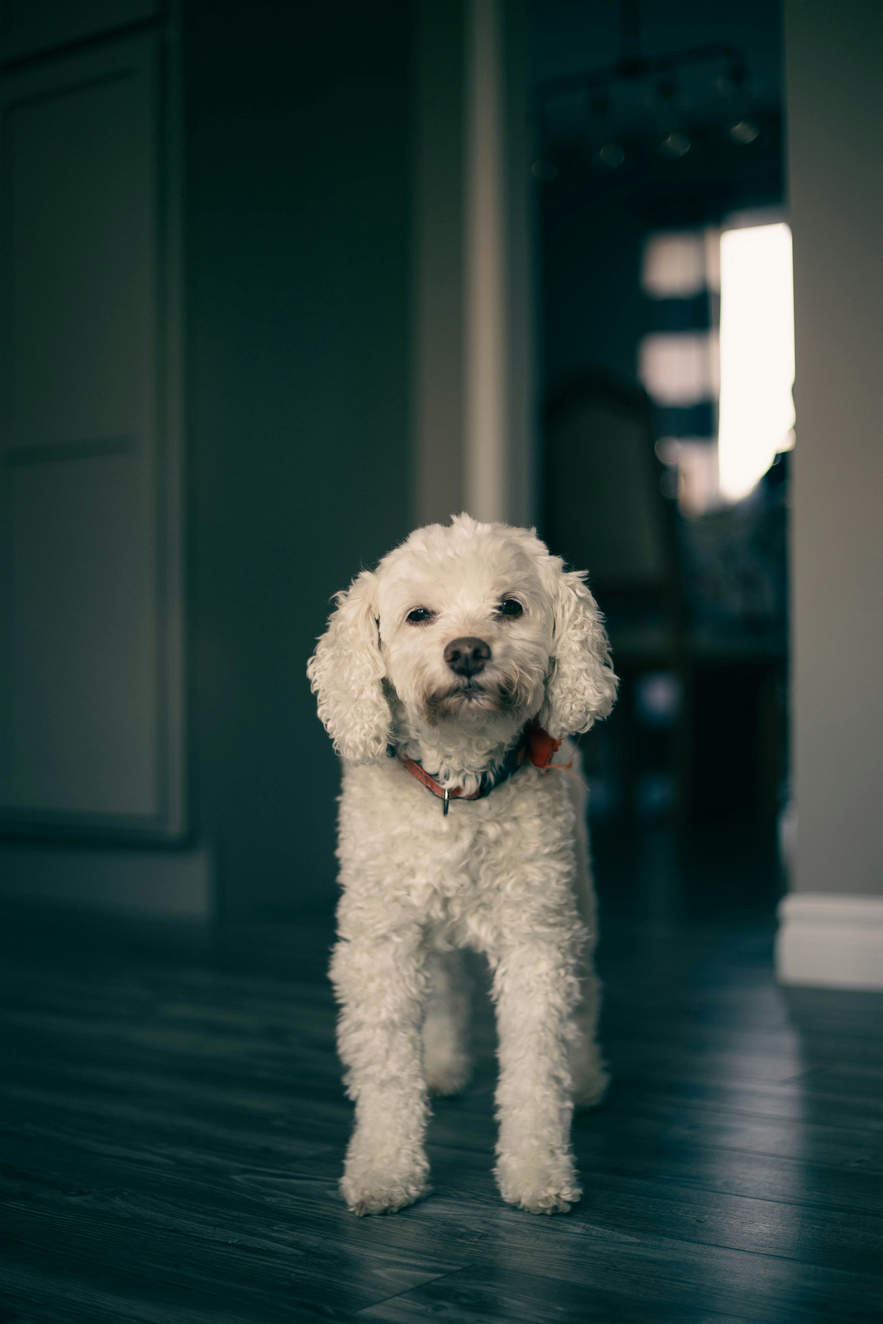 A small white dog standing on top of a hard wood floor photo