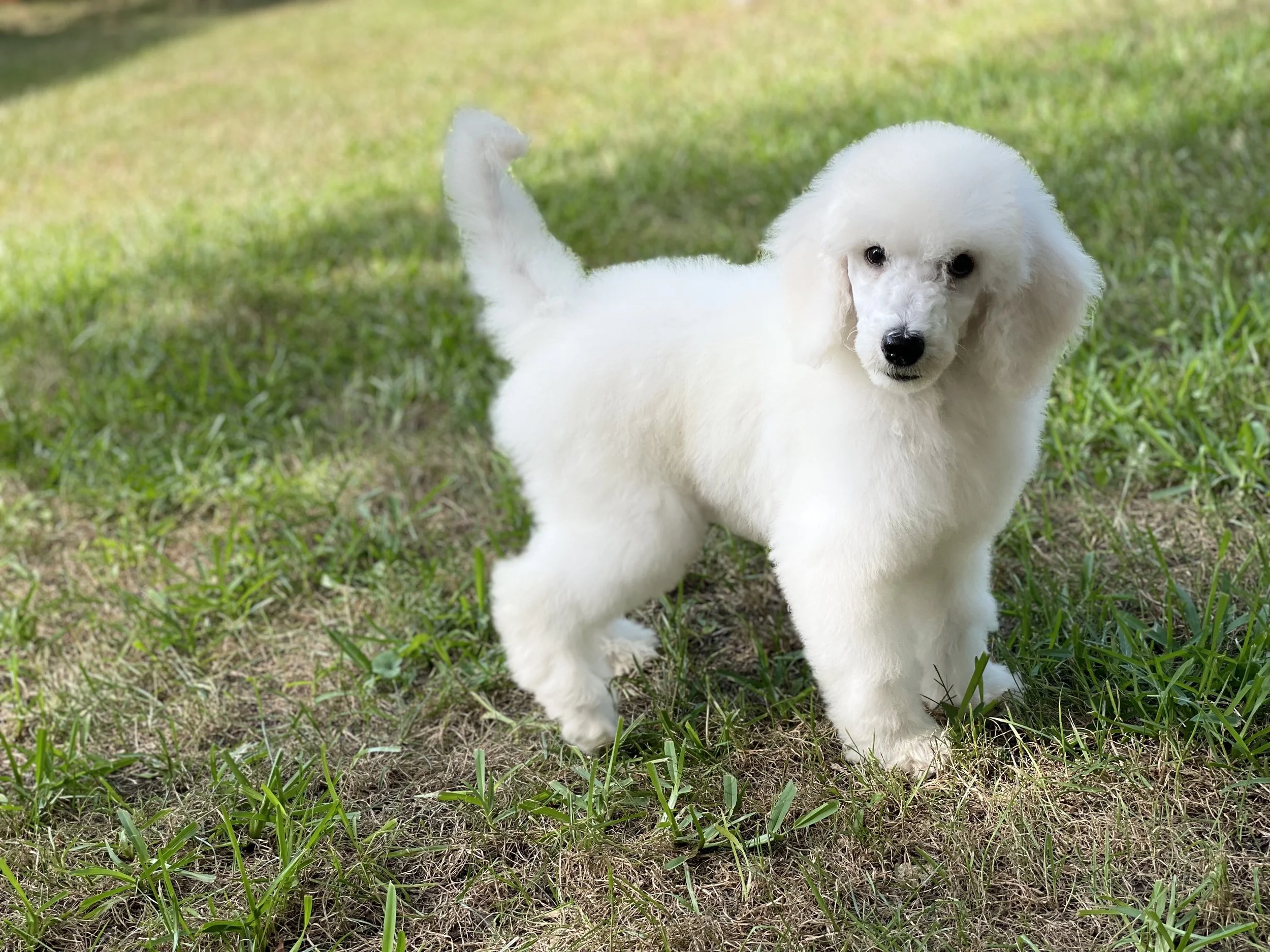 Standard poodle puppy picture clearance