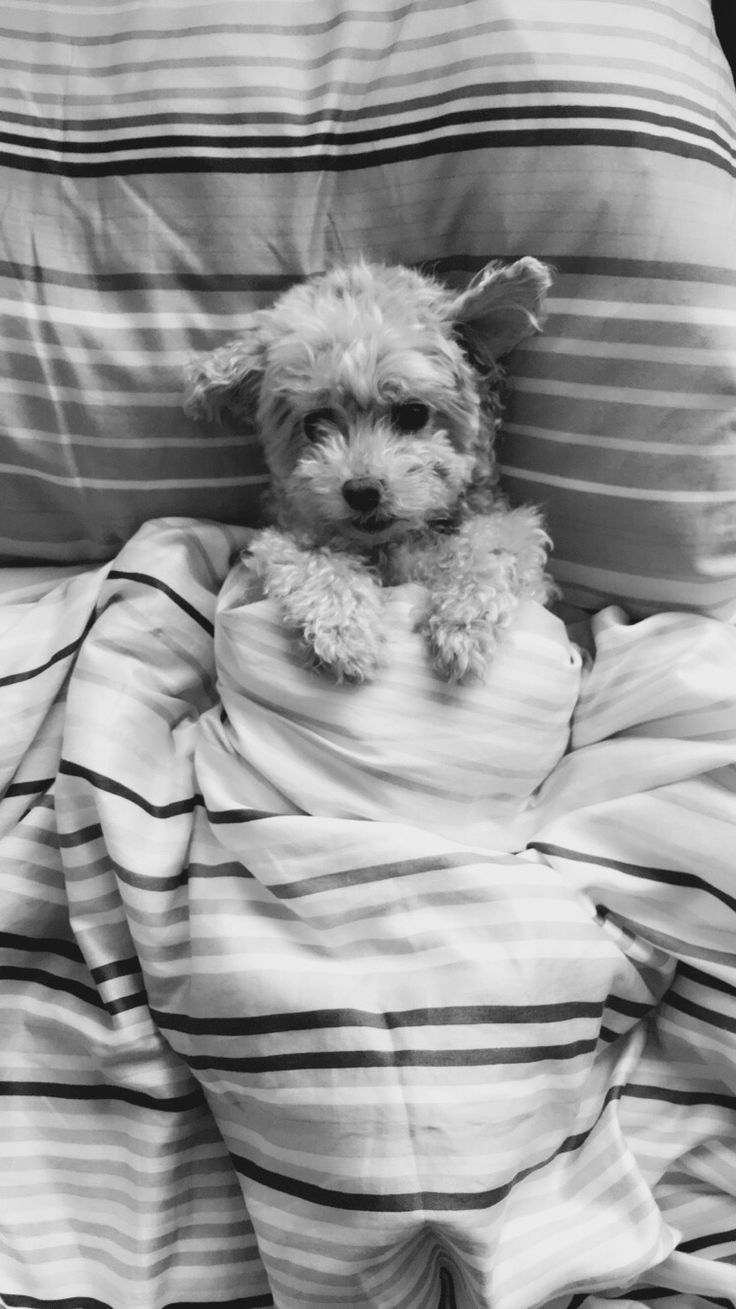 Wallpaper poodle puppy bed toy