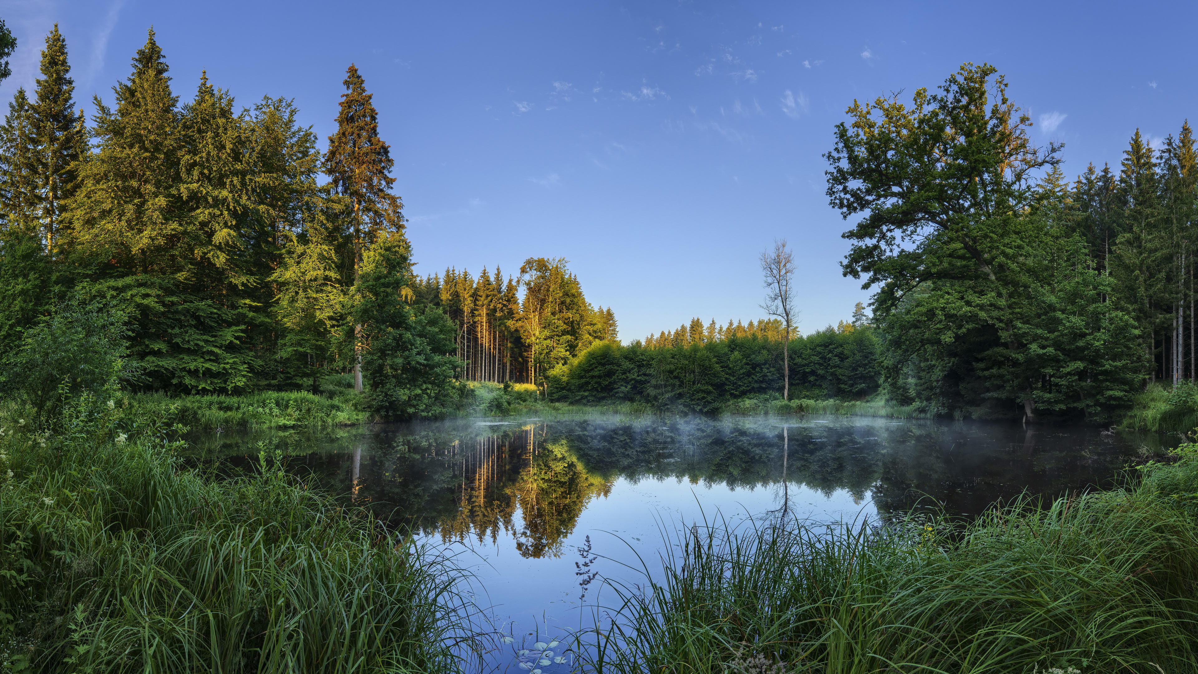 Download Summer Forest Nature Lake 4k Ultra HD Wallpaper