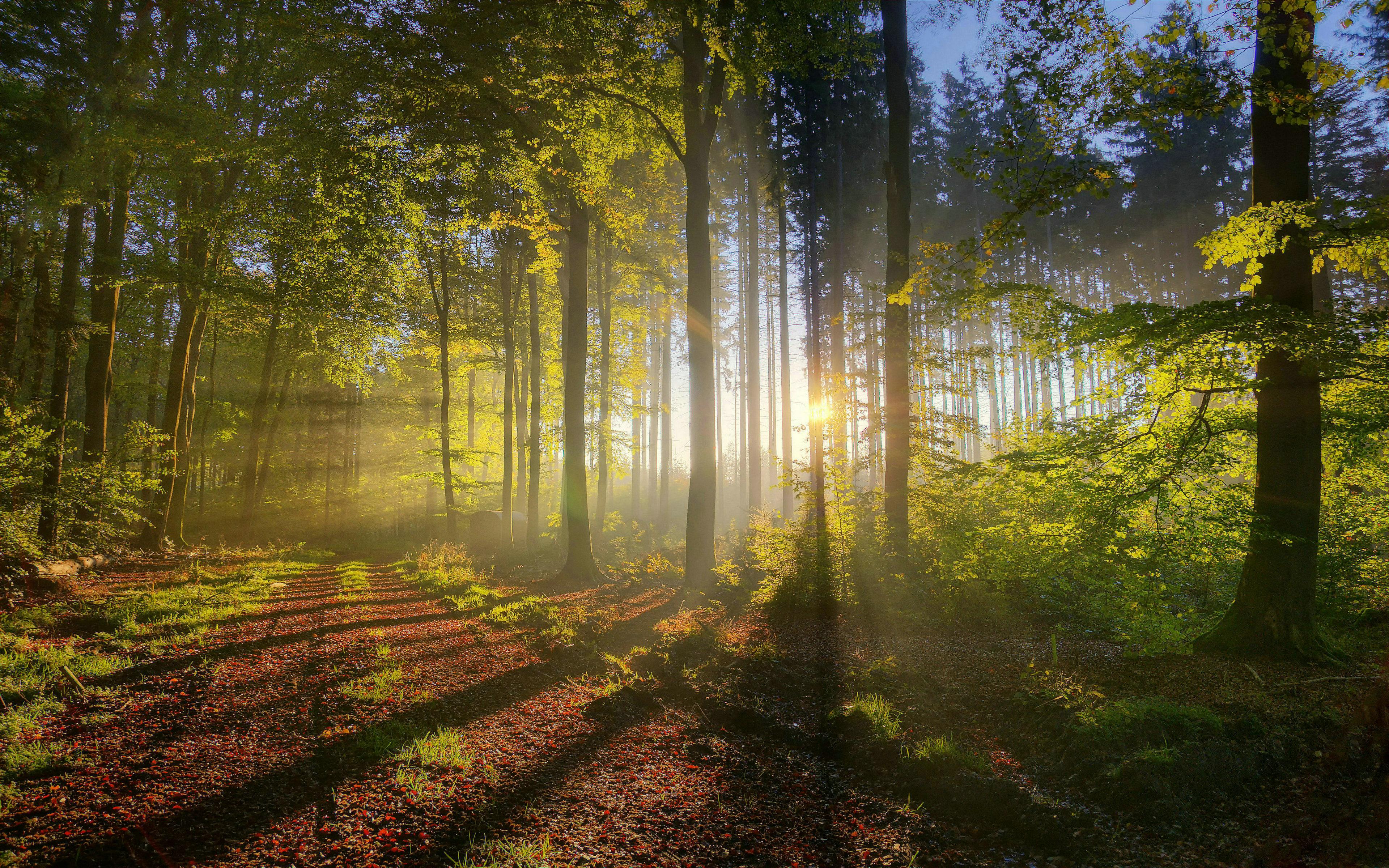 Summer Forest Wallpaper, HD Summer Forest Background on WallpaperBat