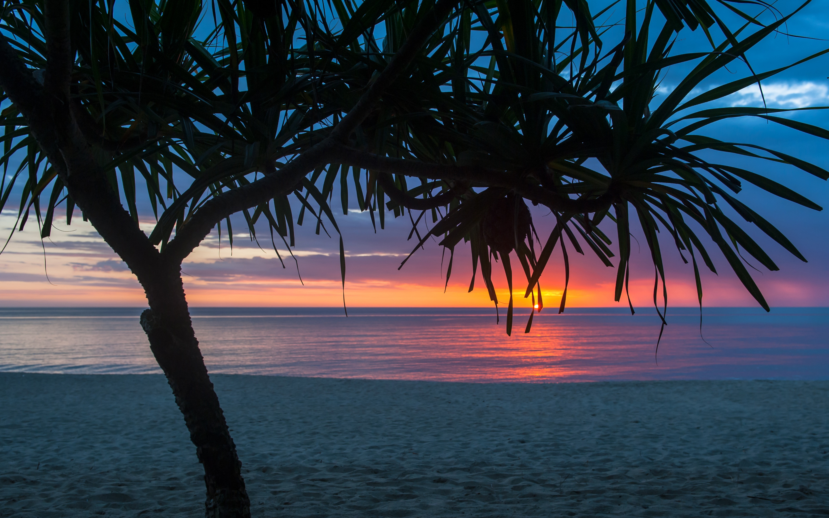 Tree Beach Seashore Summer Macbook Pro Retina , HD 4k Wallpaper, Image, Background, Photos and Picture