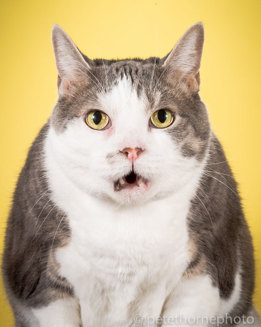 I Photograph Adorable Fat Cats