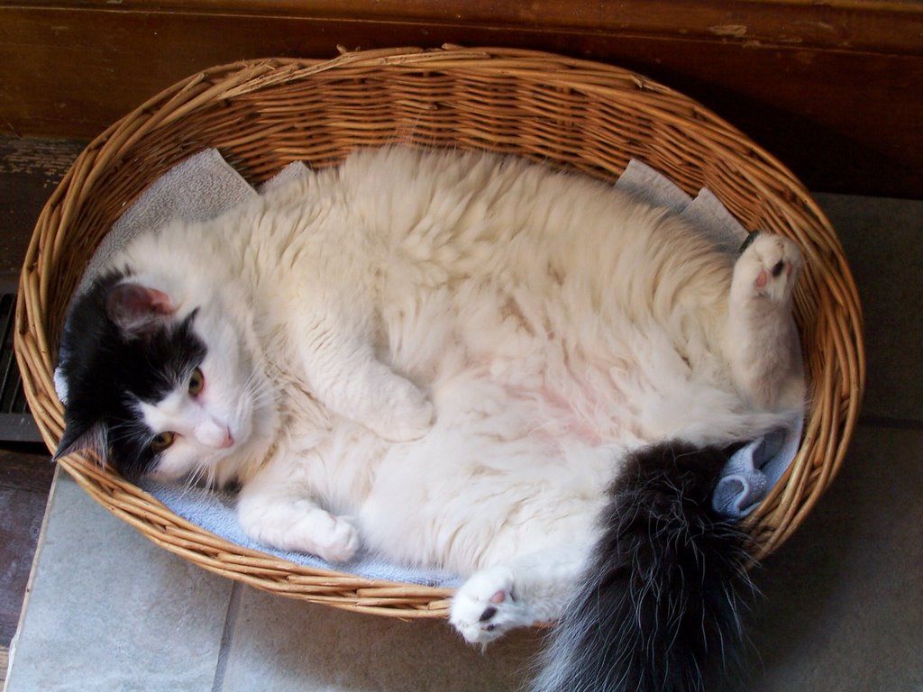 Fat Cats ideas. fat cats, cats, fat cat picture