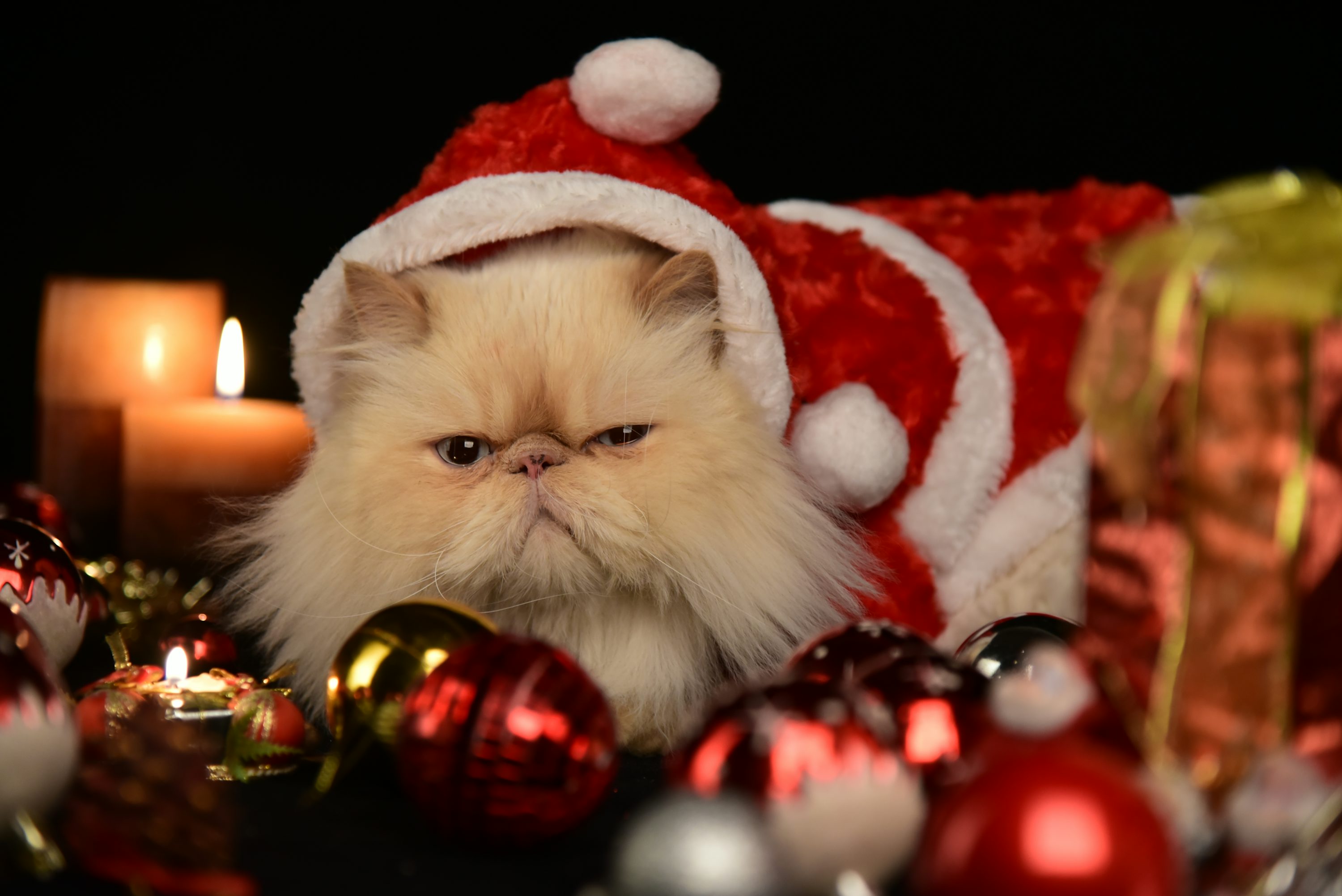 Christmas Cat Picture. Download Free Image