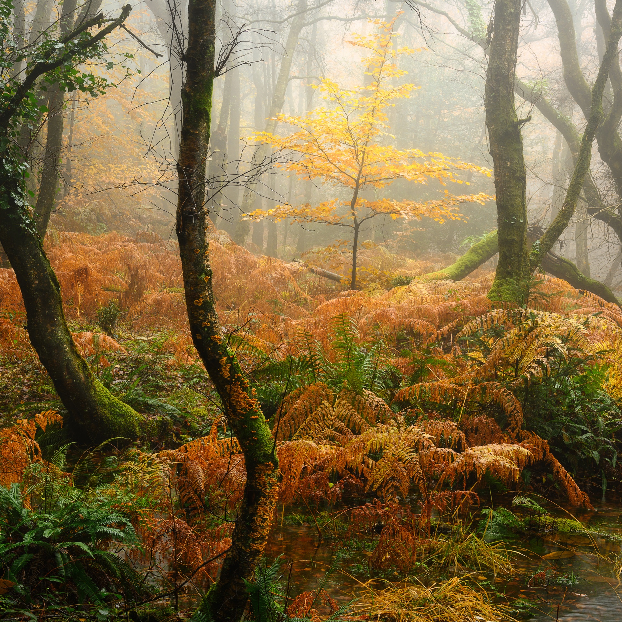Foggy Wallpaper 4K, Autumn Forest, Thick forest, Fall