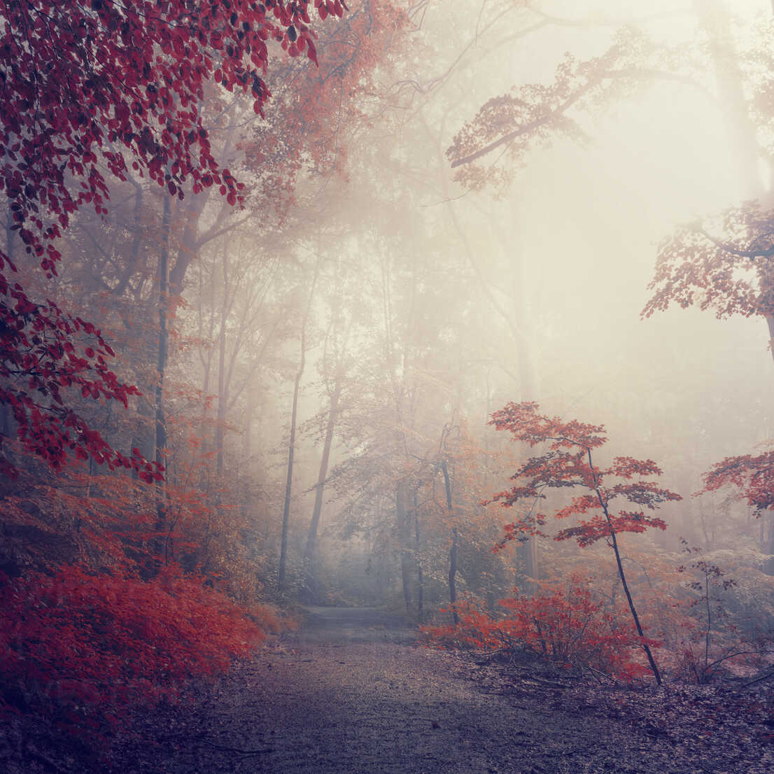 Forest In Autumn, Path And Early Morning Haze