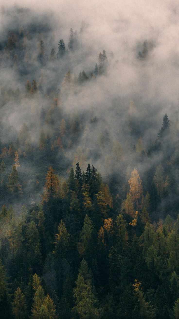 iPhone wallpaper. Forest wallpaper, Foggy forest, Aesthetic wallpaper