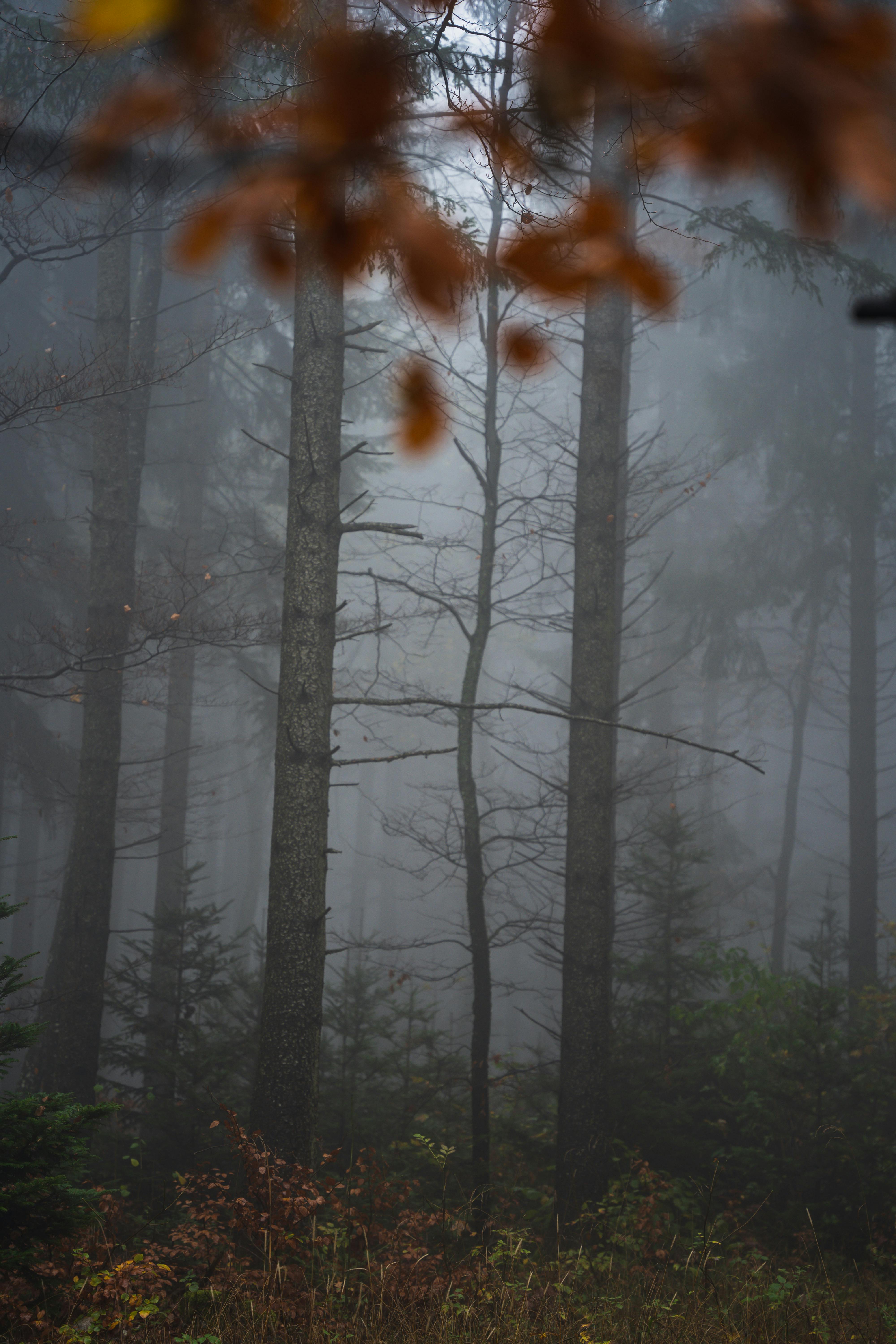 Scary Foggy Forest · Free
