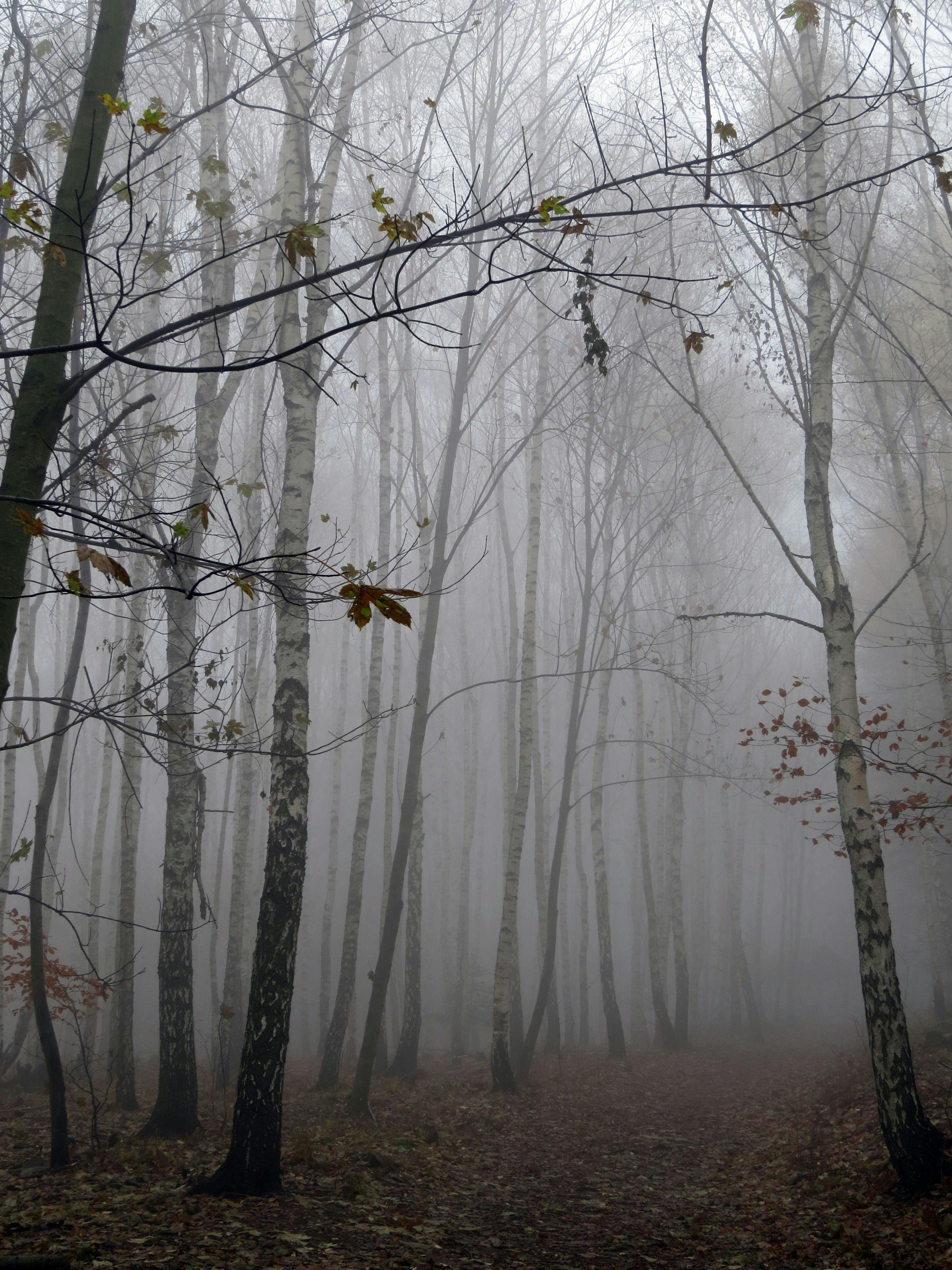 A Foggy Forest During Autumn · Free