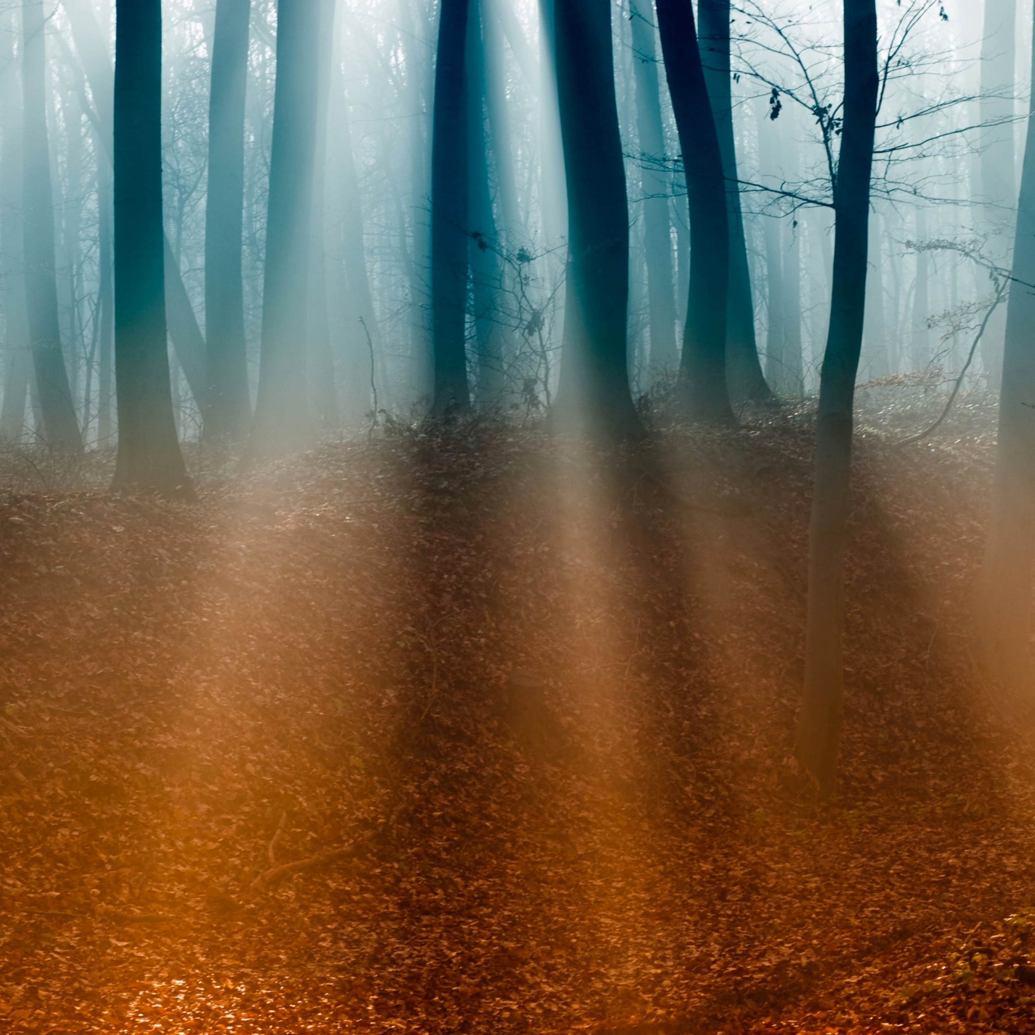 Autumn Forest Wallpaper for iPhone 11, Pro Max, X, 8, 7, 6