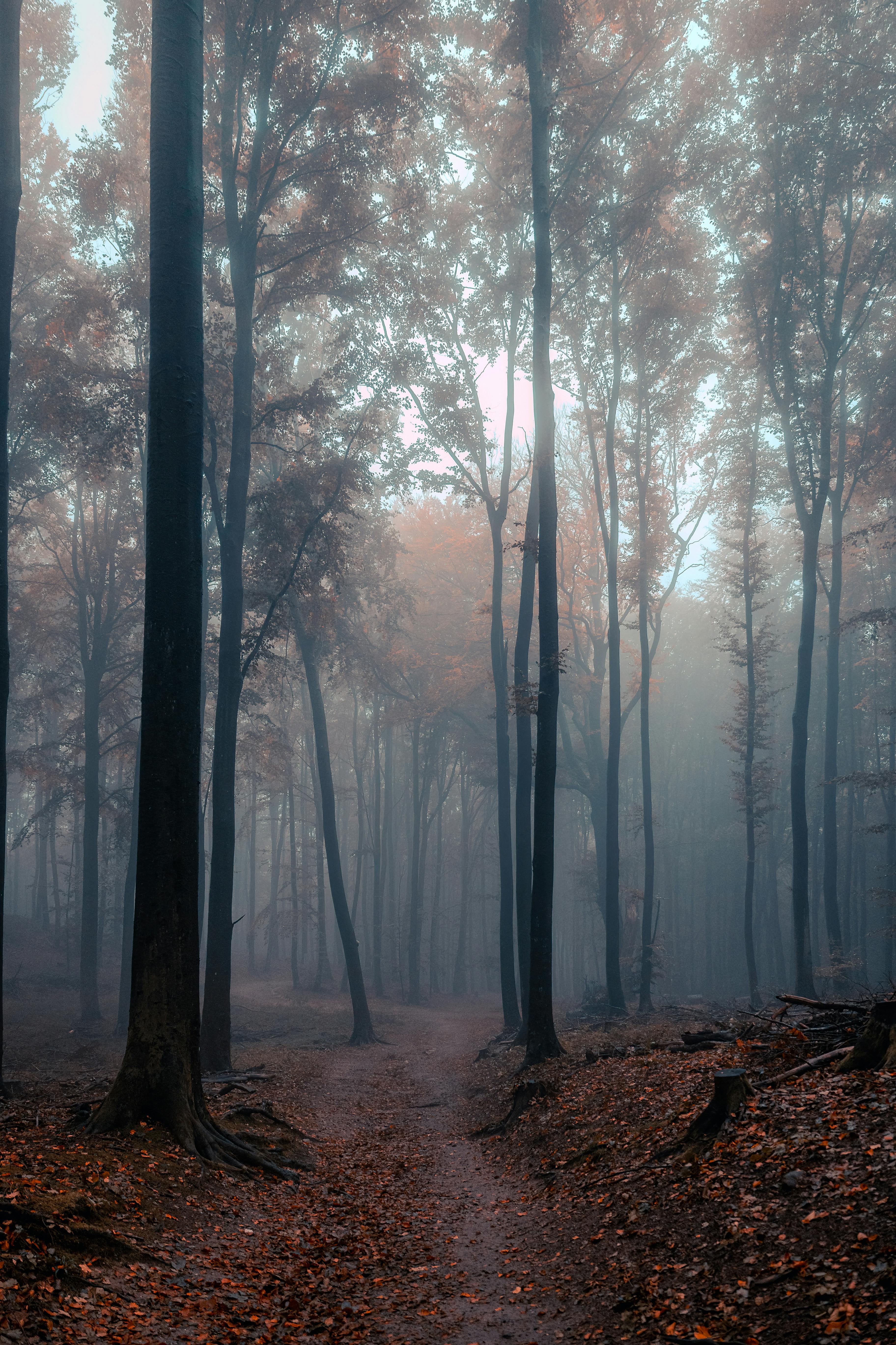 Fog among Trees in Forest in Autumn · Free