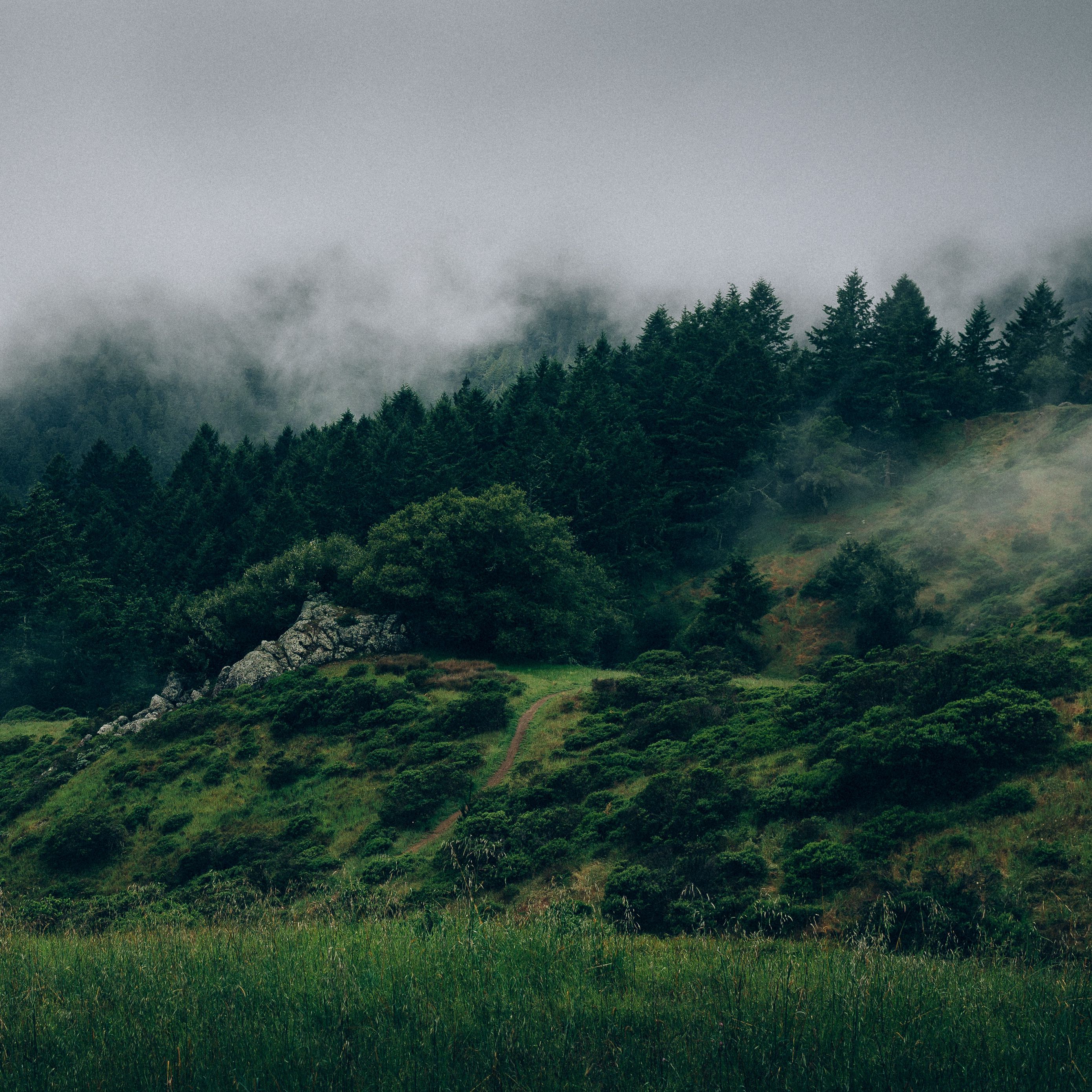 Download wallpaper 2780x2780 fog, forest, trees, grass, green ipad air, ipad air 2, ipad 3, ipad 4, ipad mini 2, ipad mini 3, ipad mini 4, ipad pro 9.7 for parallax HD background