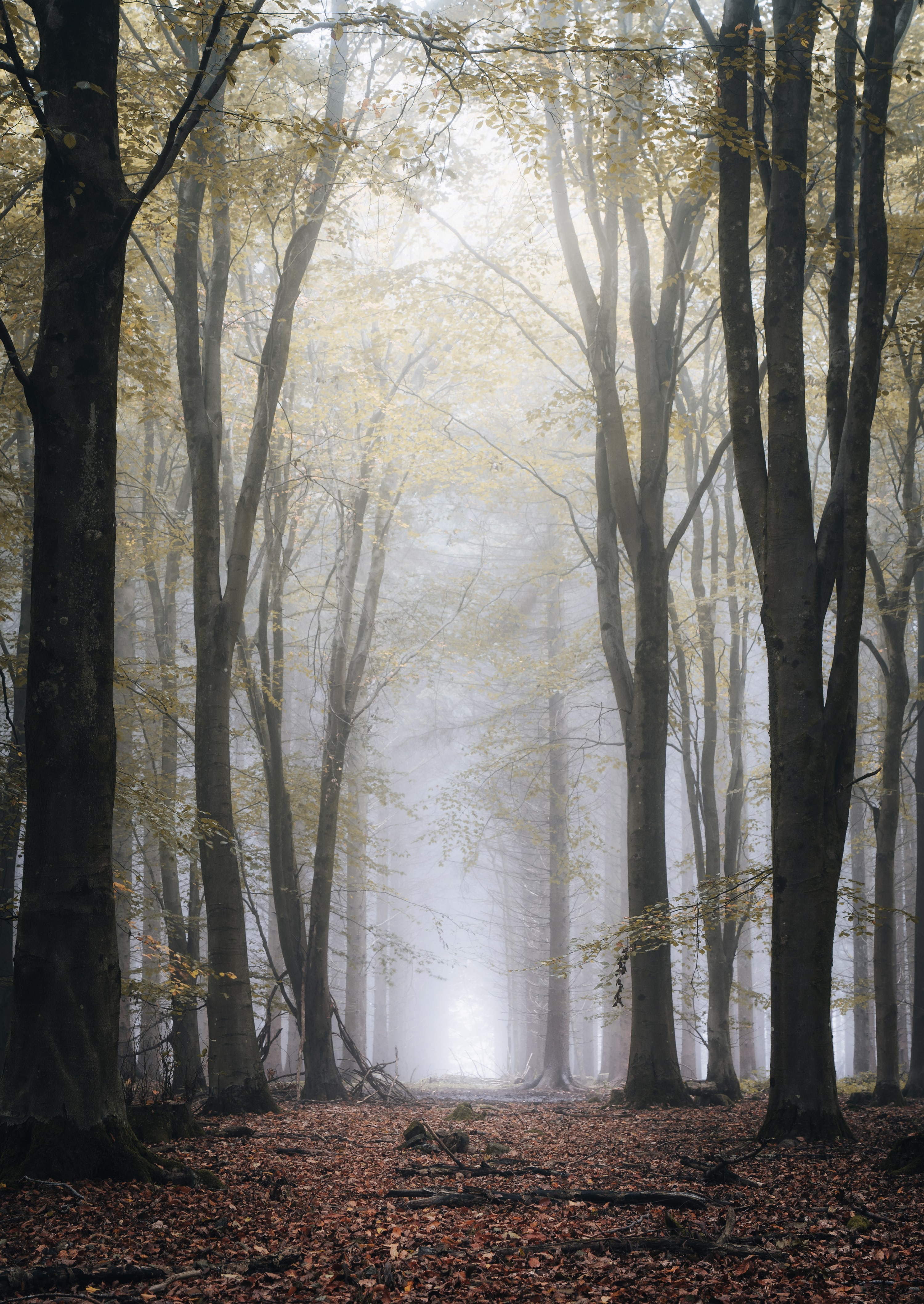 Foggy Forest Picture [Stunning!]. Download Free Image