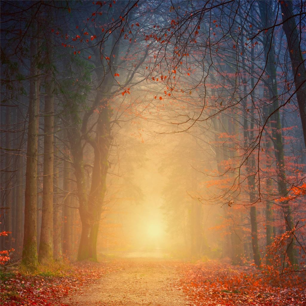 Best Forest iPad HD Wallpaper