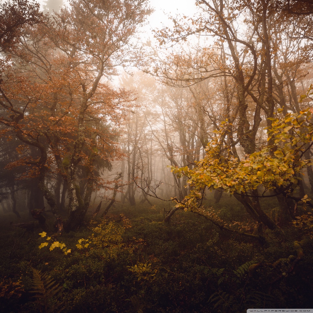 Autumn Deciduous Forest 4K UHD Wallpaper for UltraHD Desktop and TV, Widescreen and UltraWide Display, Dual Monitor, Smartphone and Tablet Devices