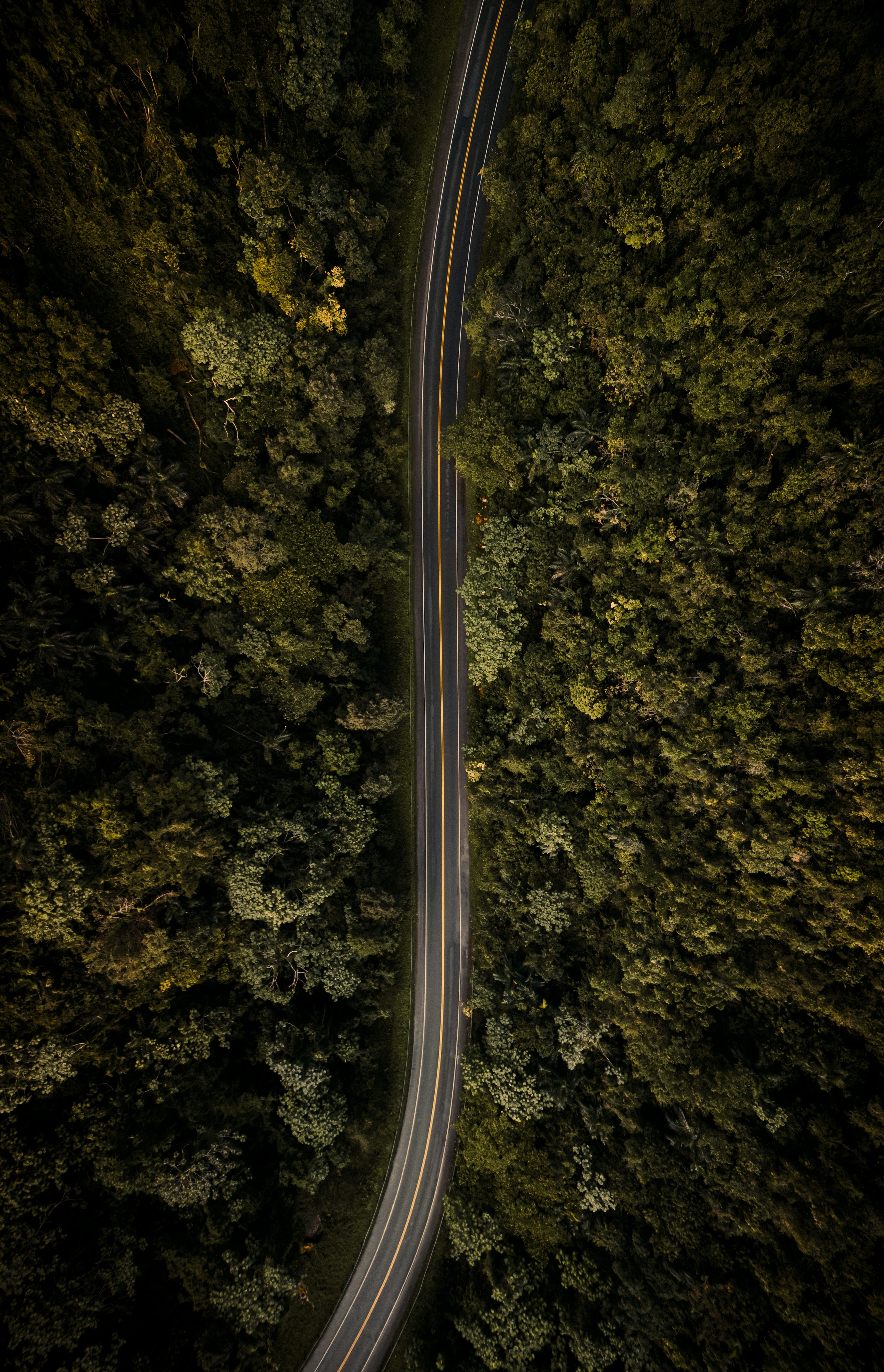 An aerial view of a road in the middle of a forest photo