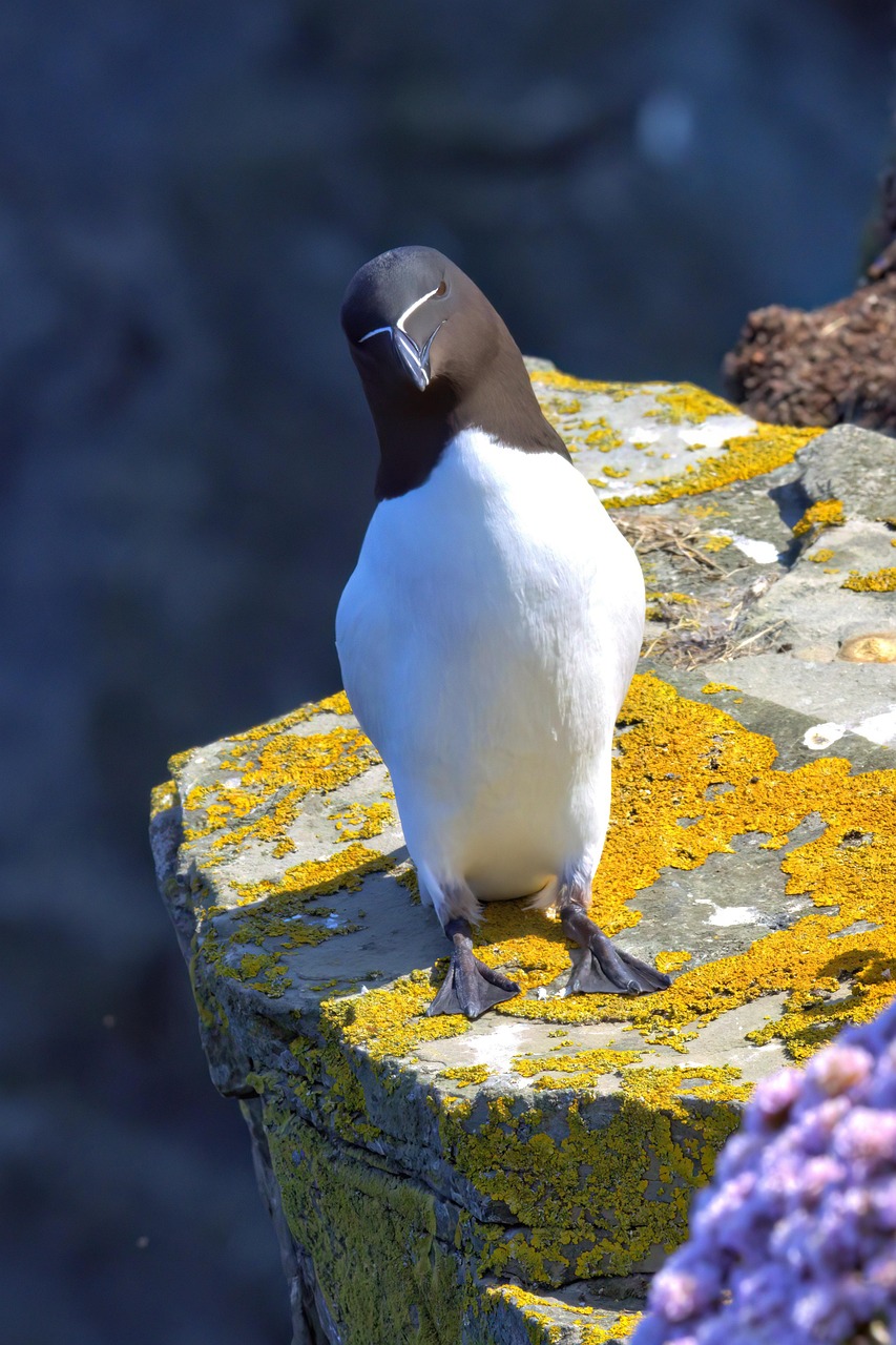 Free Razorbill & Bird Image