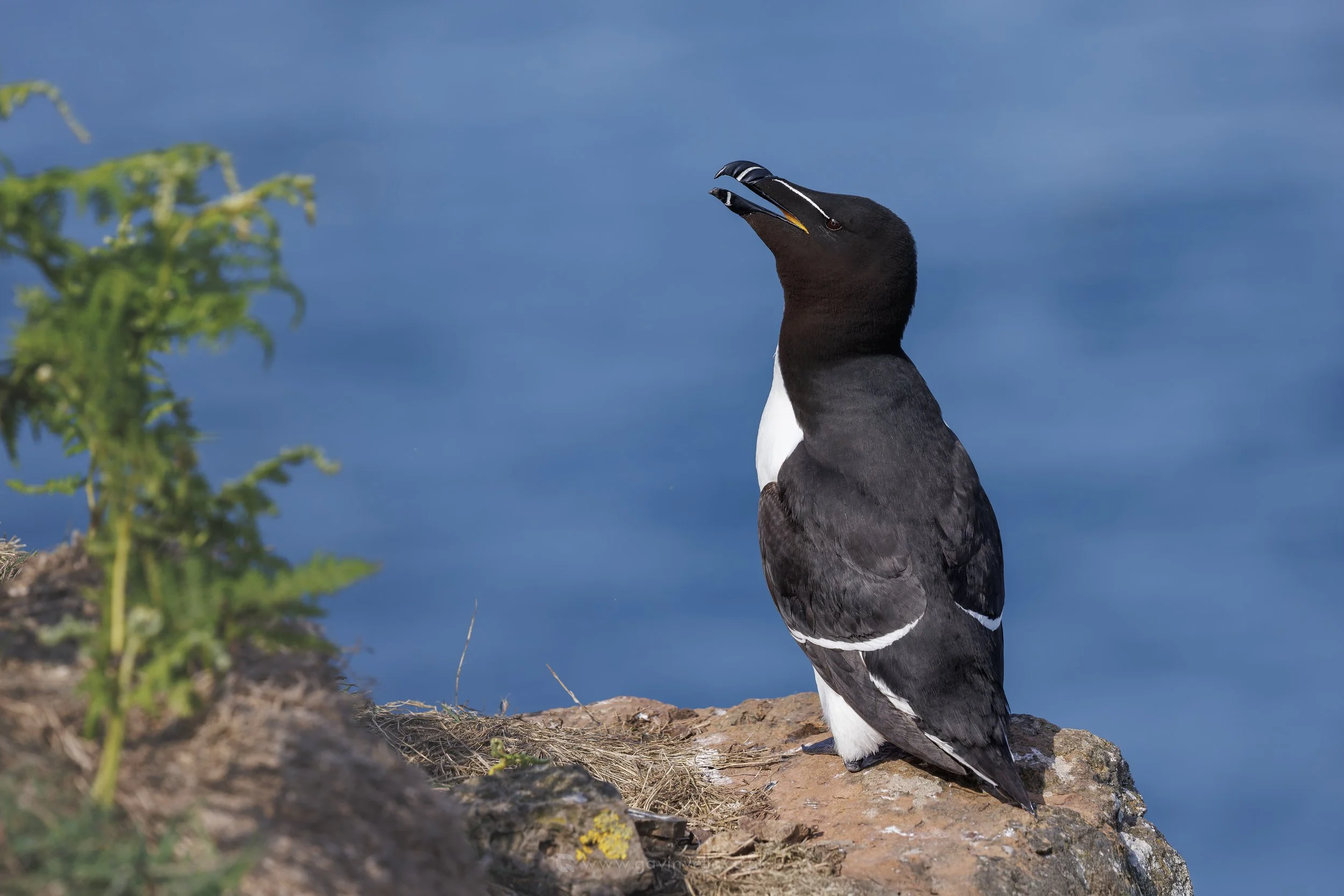 Razorbill