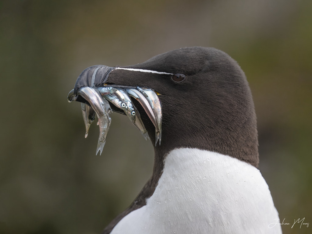 Razorbill with sand eels. Razorbill with some freshly caugh