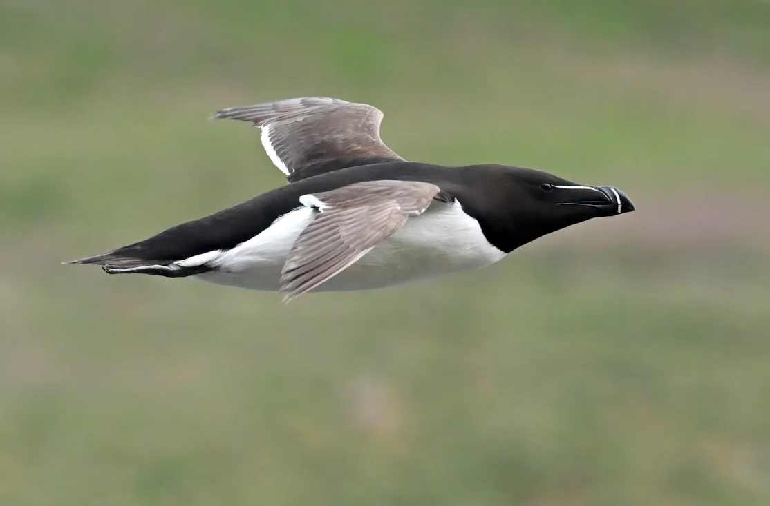Razorbill