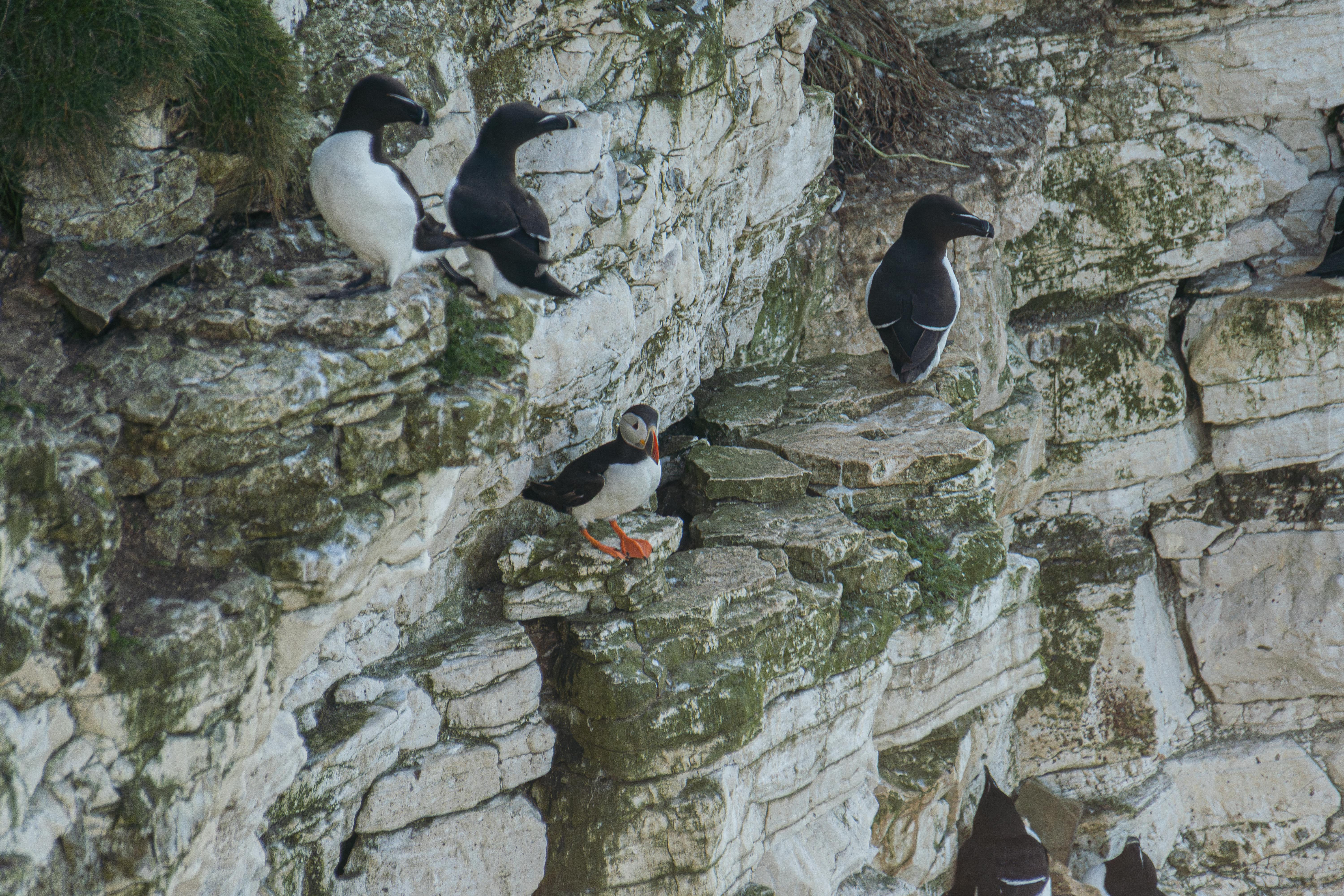 Razorbill Photo, Download The BEST Free Razorbill & HD Image