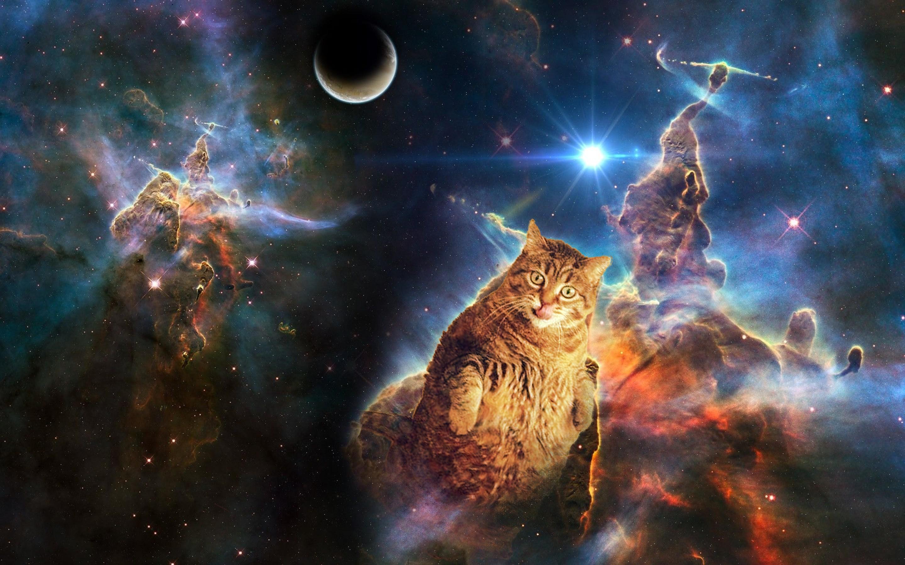Space Cat Wallpaper, HD Space Cat Background on WallpaperBat