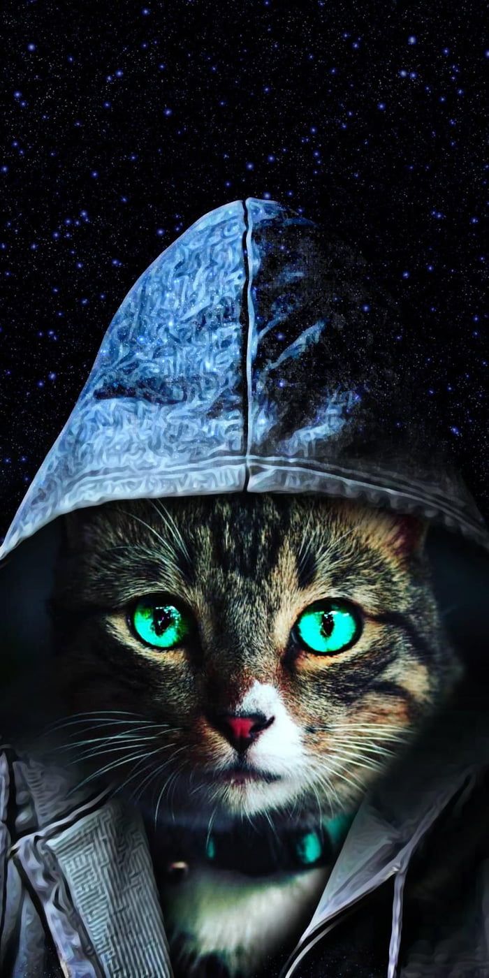 Cosmic cat