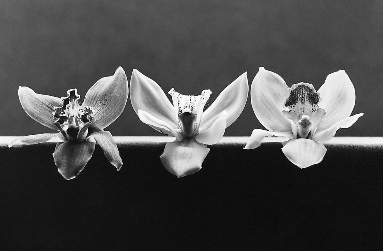 ideas de Robert Mapplethorpe flowers. robert mapplethorpe, fotografia, fotografia de flores