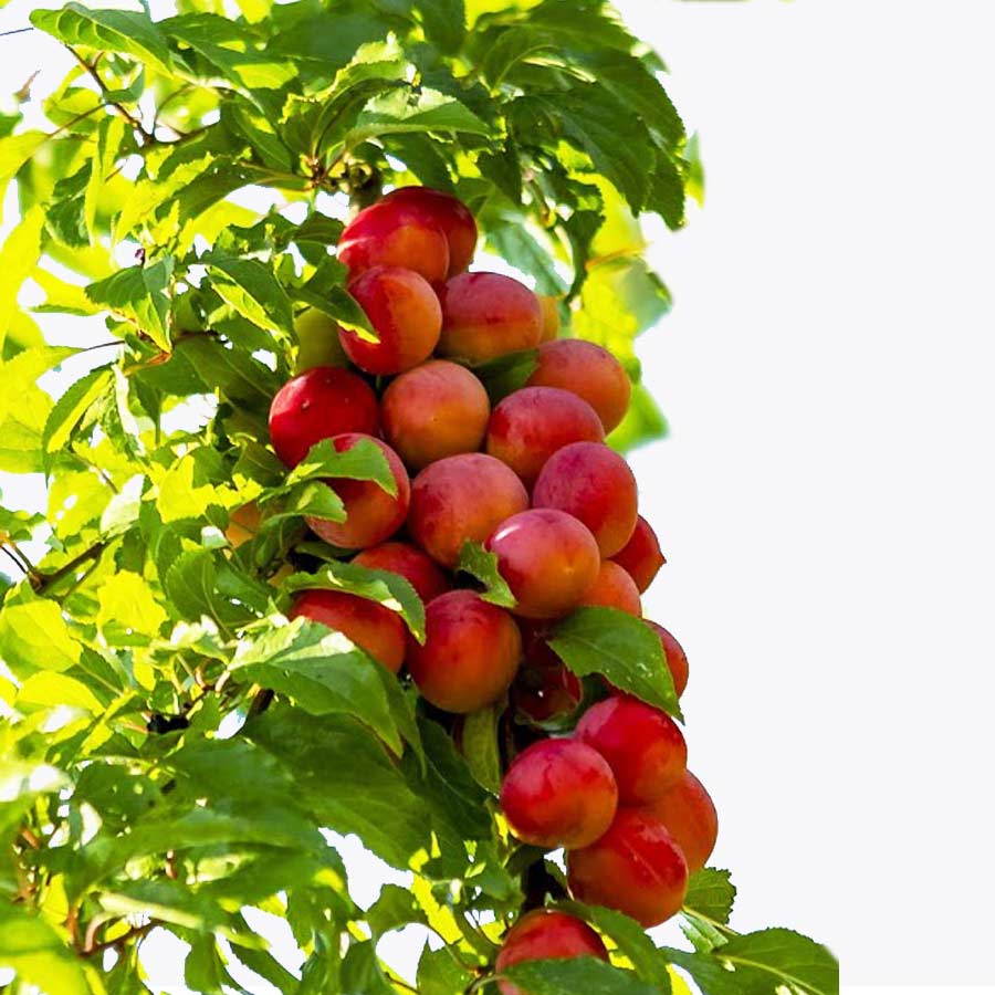 Plum Plant, అల్బుకర్ చెట్టు