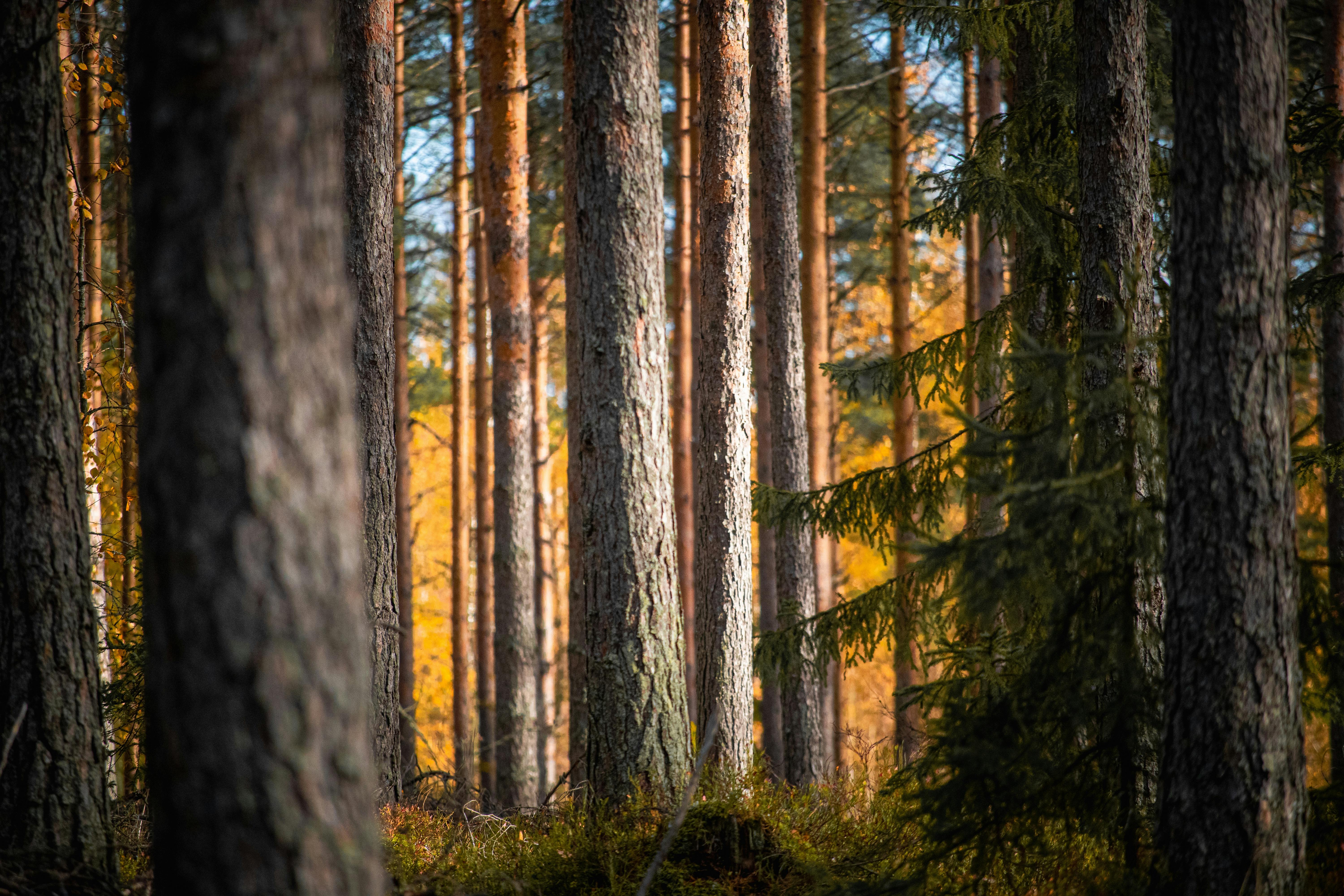 Coniferous Trees in an Autumn Forest · Free