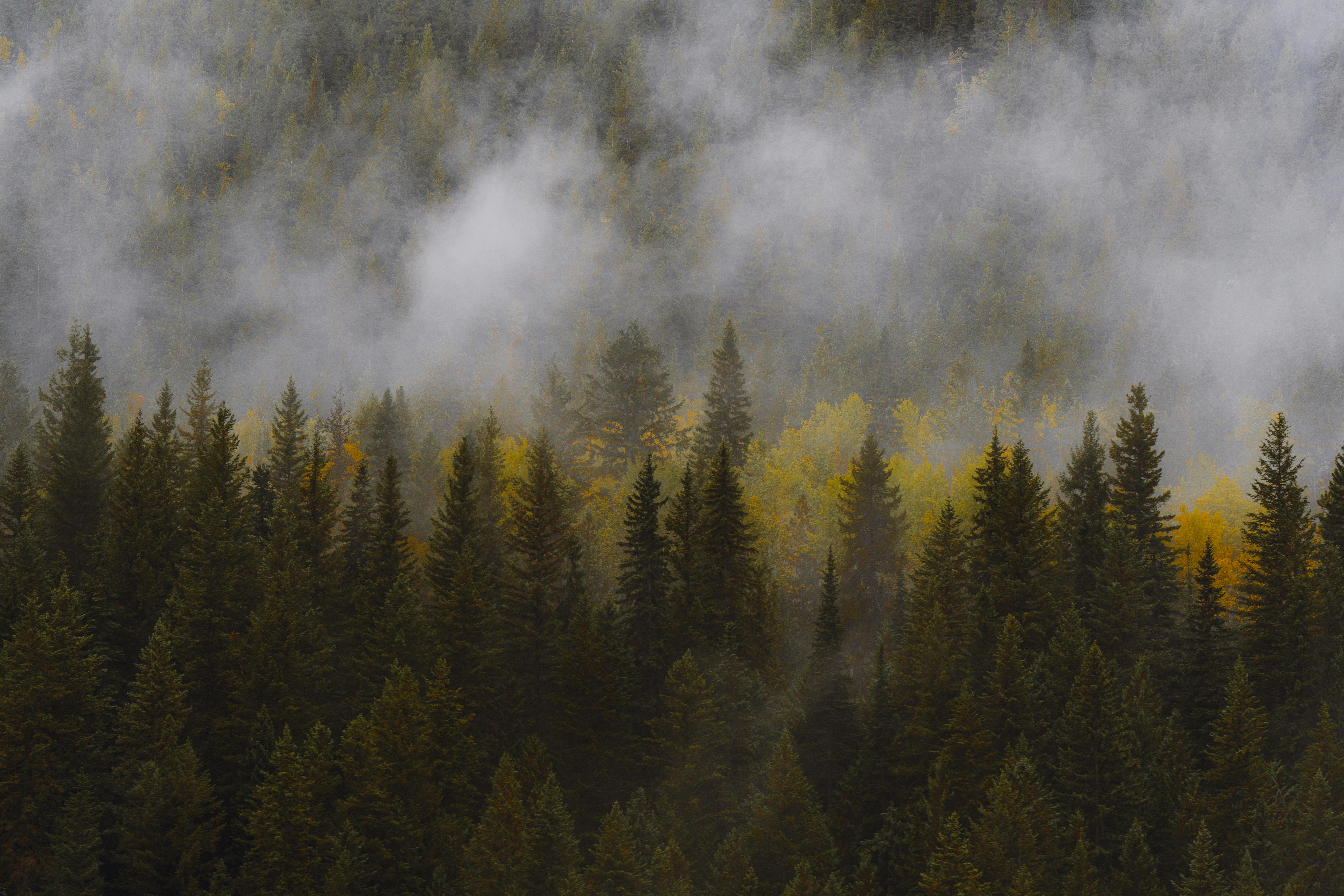 Misty Pine Forest in Autumn Colors · Free
