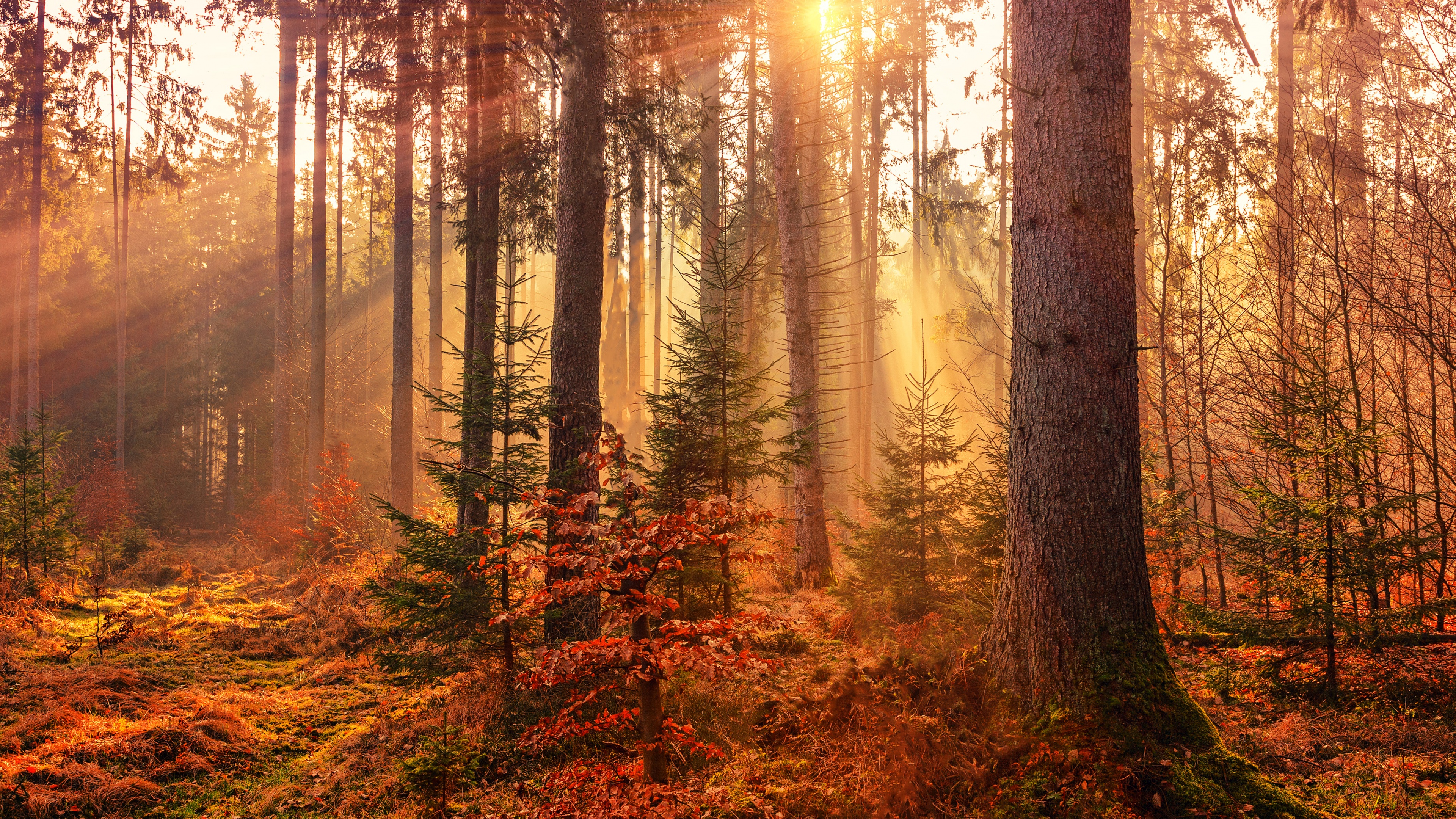 Fall Wallpaper 4K, Sunlight, Forest, Autumn