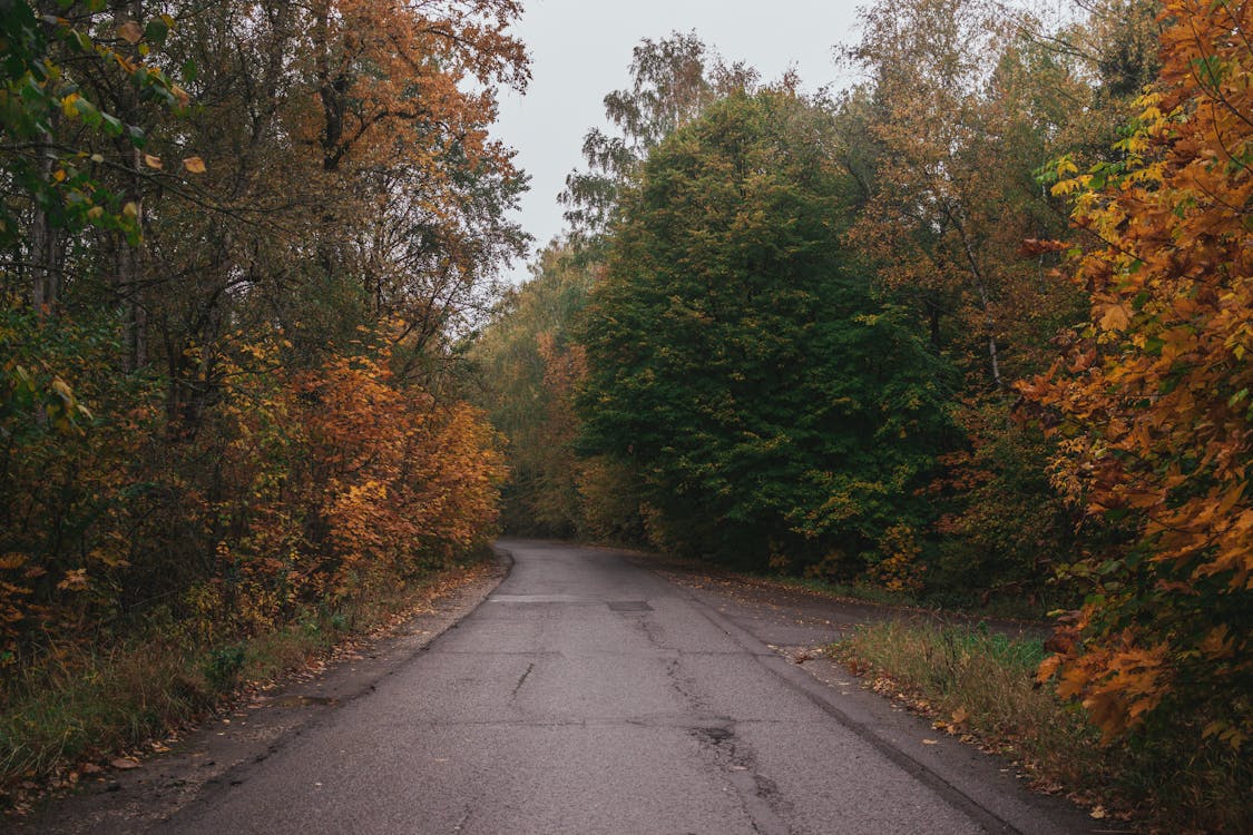 Wet Road in Forest after Rain in Autumn · Free