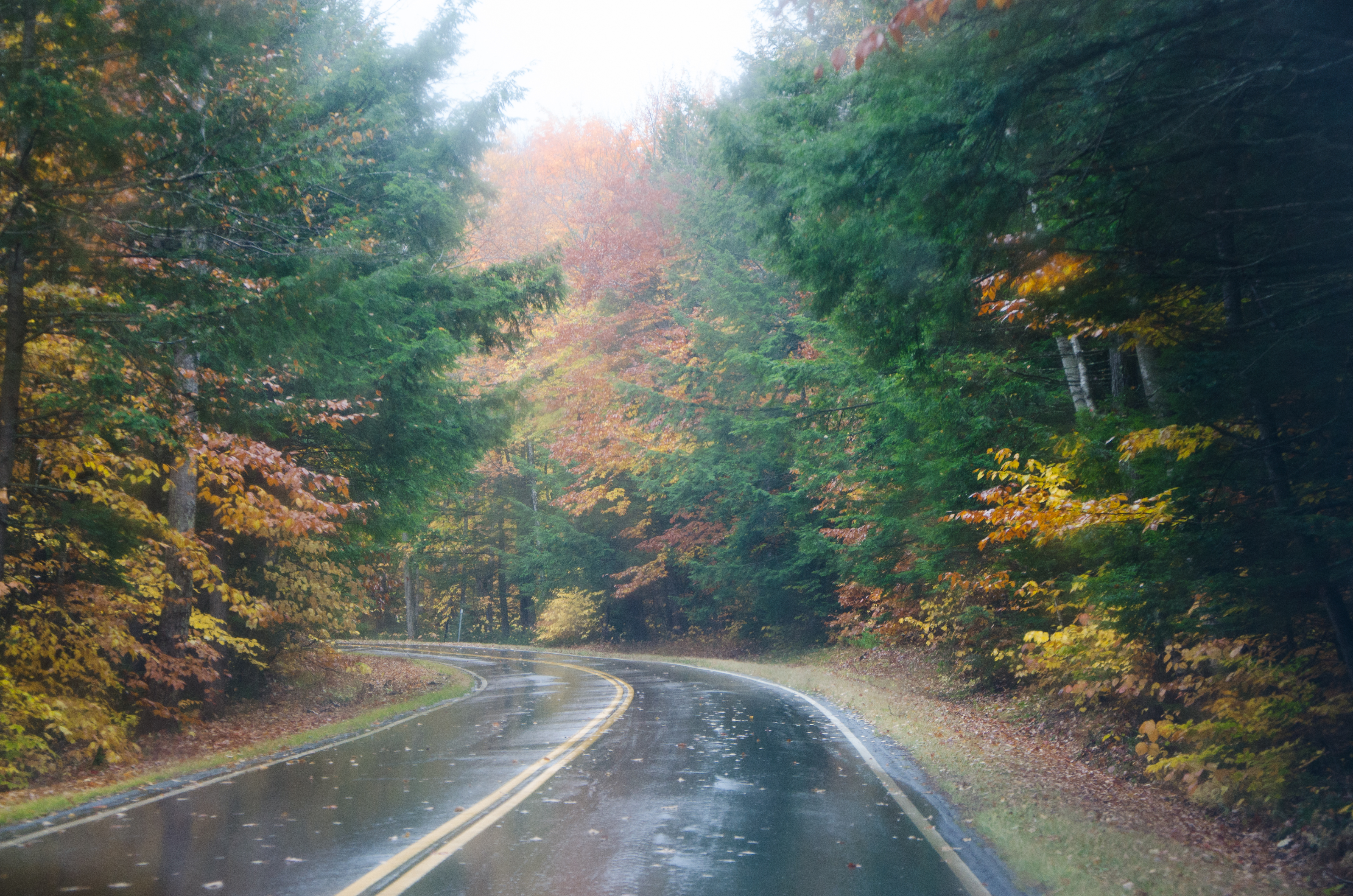 Wallpaper road, autumn, forest, trees, fog, rain, forest, Nature for mobile and desktop, section природа, resolution 4928x3264