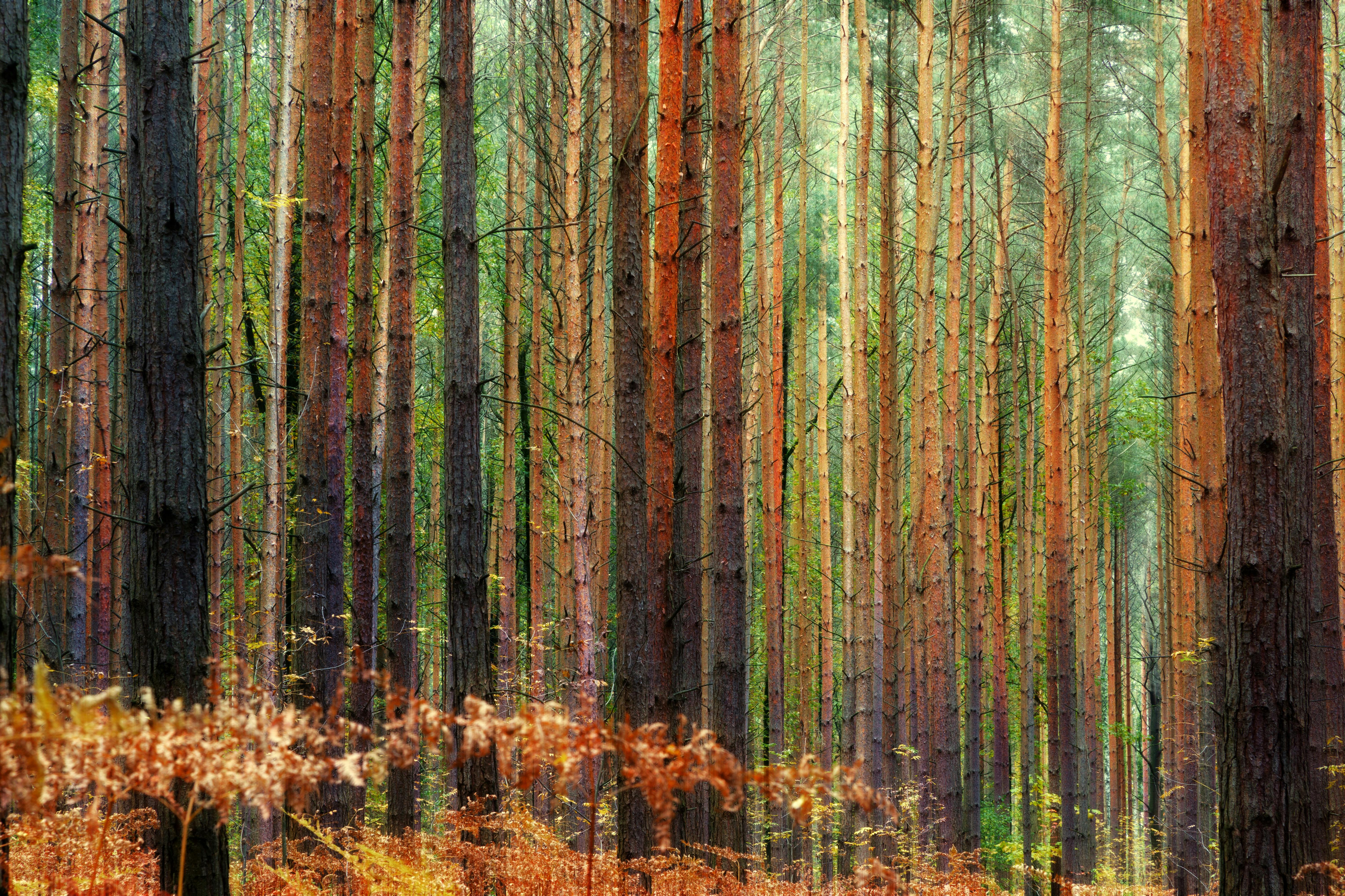 View of a Forest in Autumn · Free
