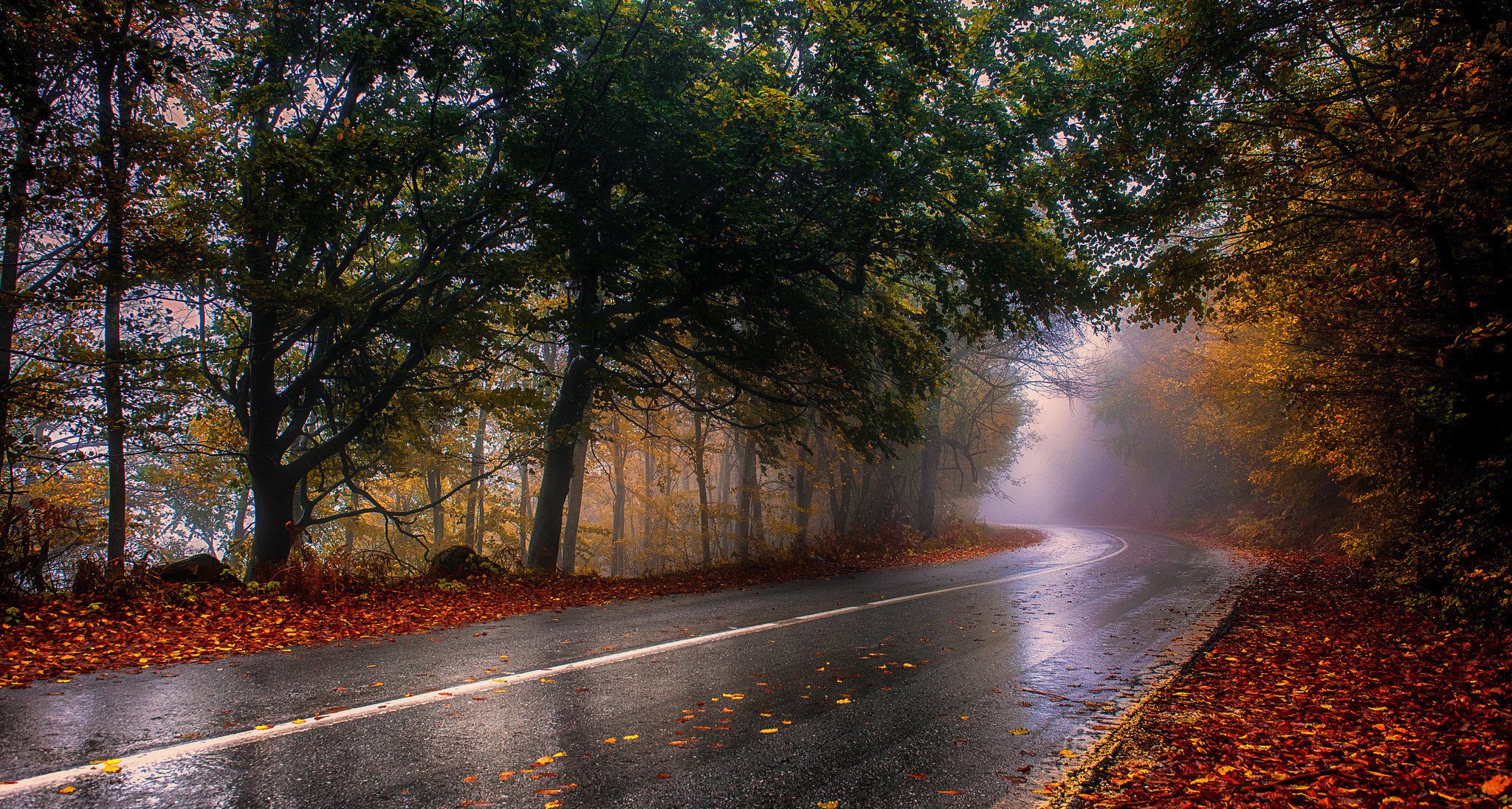 The road in the autumn forest after the rain