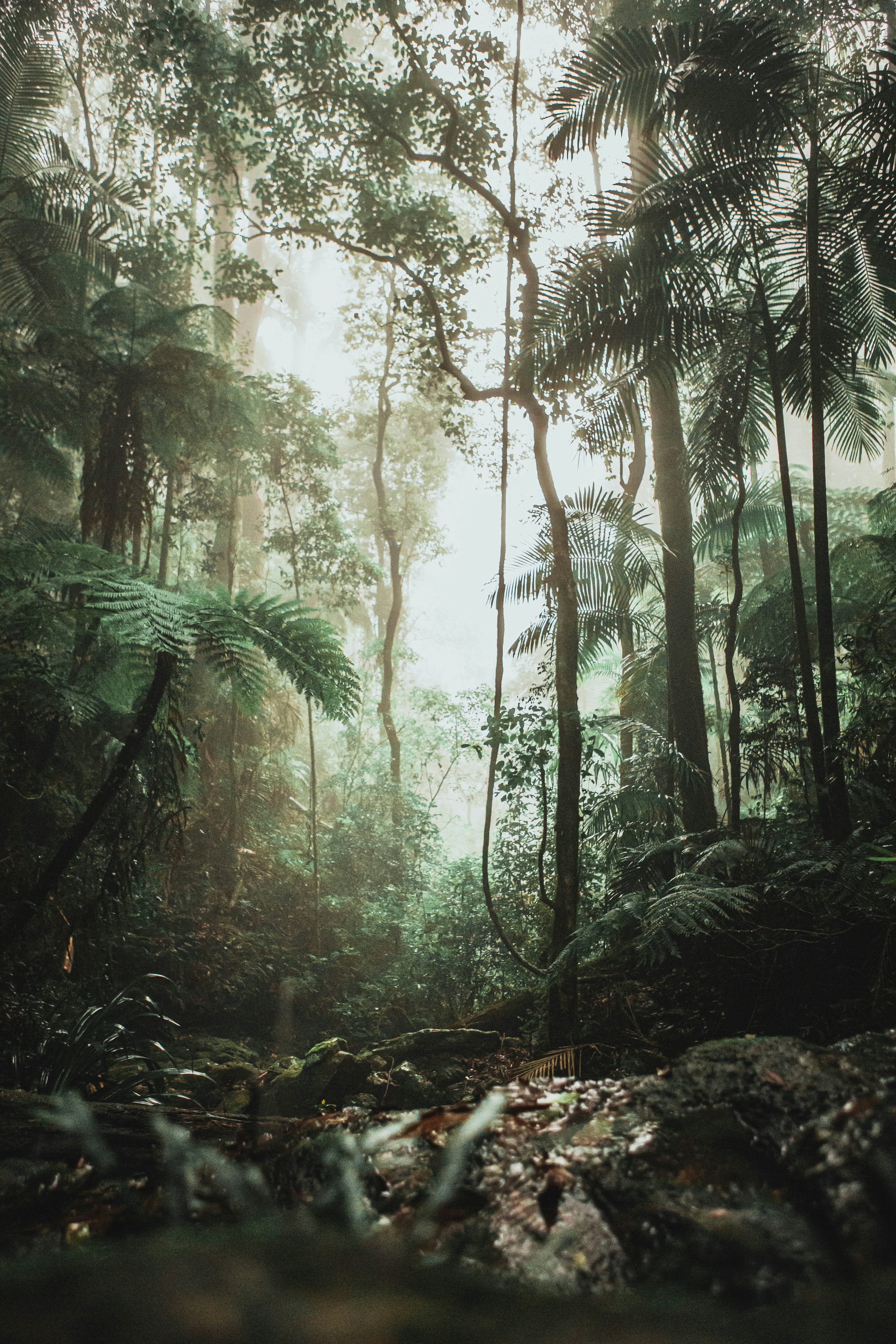 Rain Forest Picture [Stunning!]. Download Free Image
