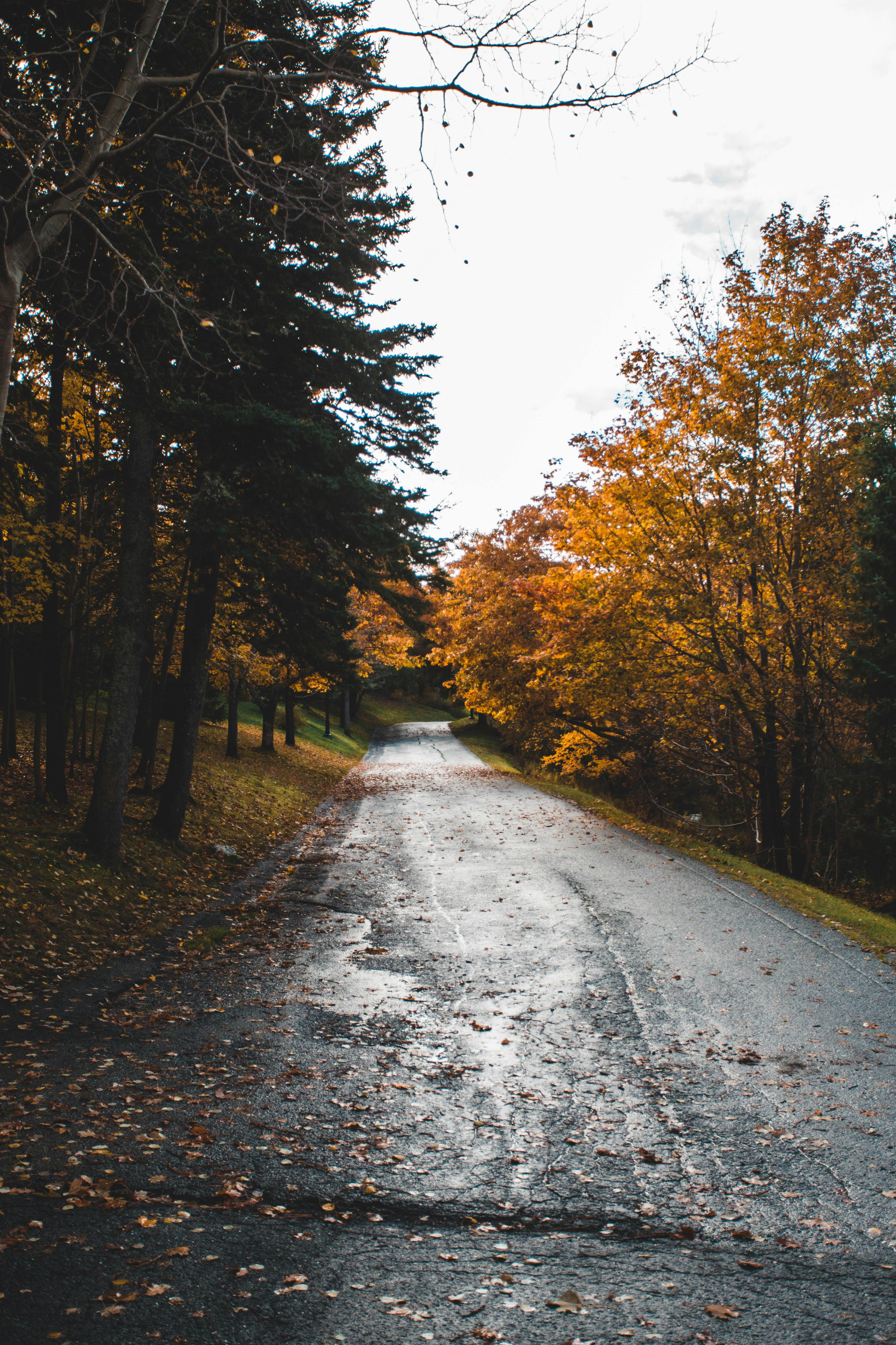Autumn Trees Along the Road · Free