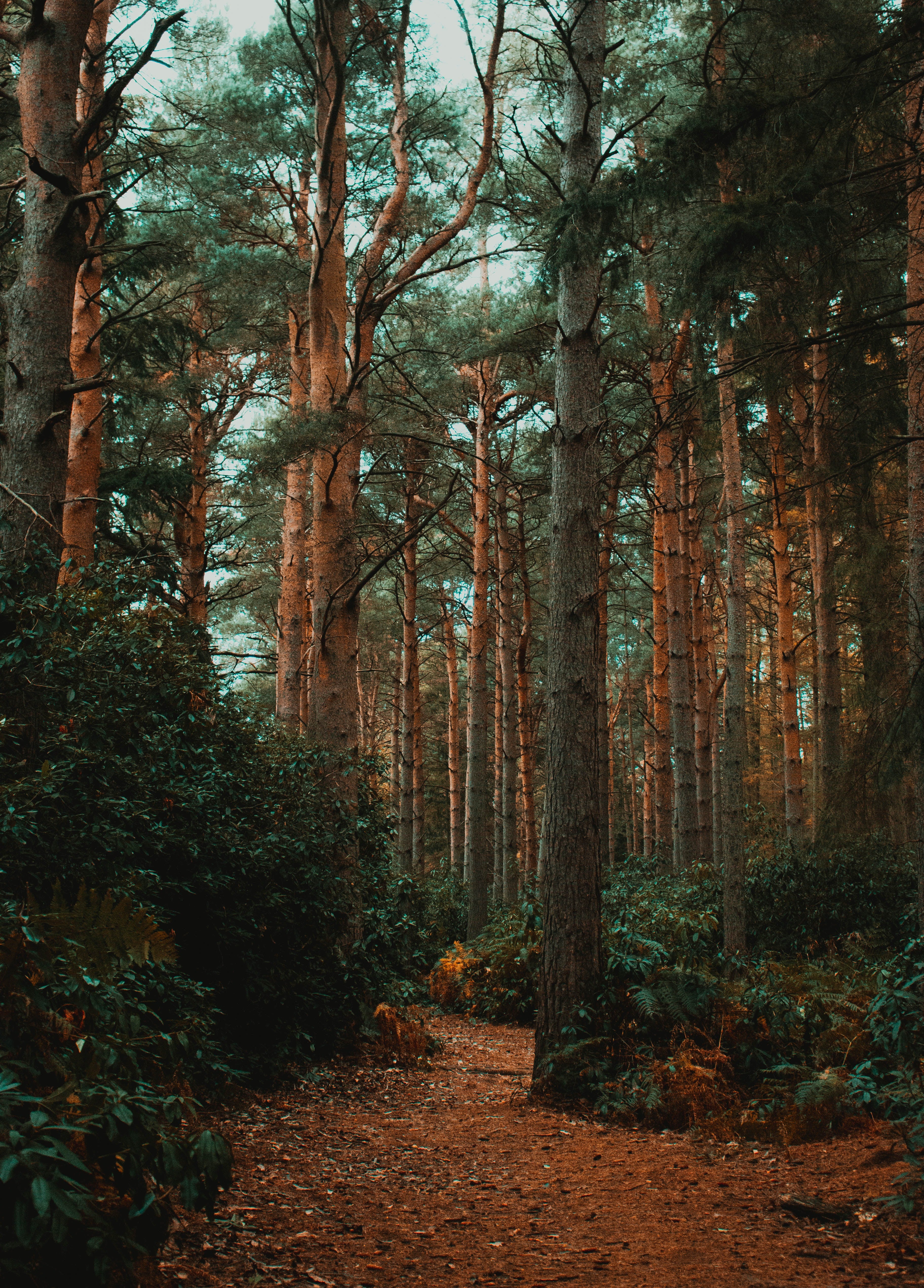 Pine Forest Luxury Fragrance Oil