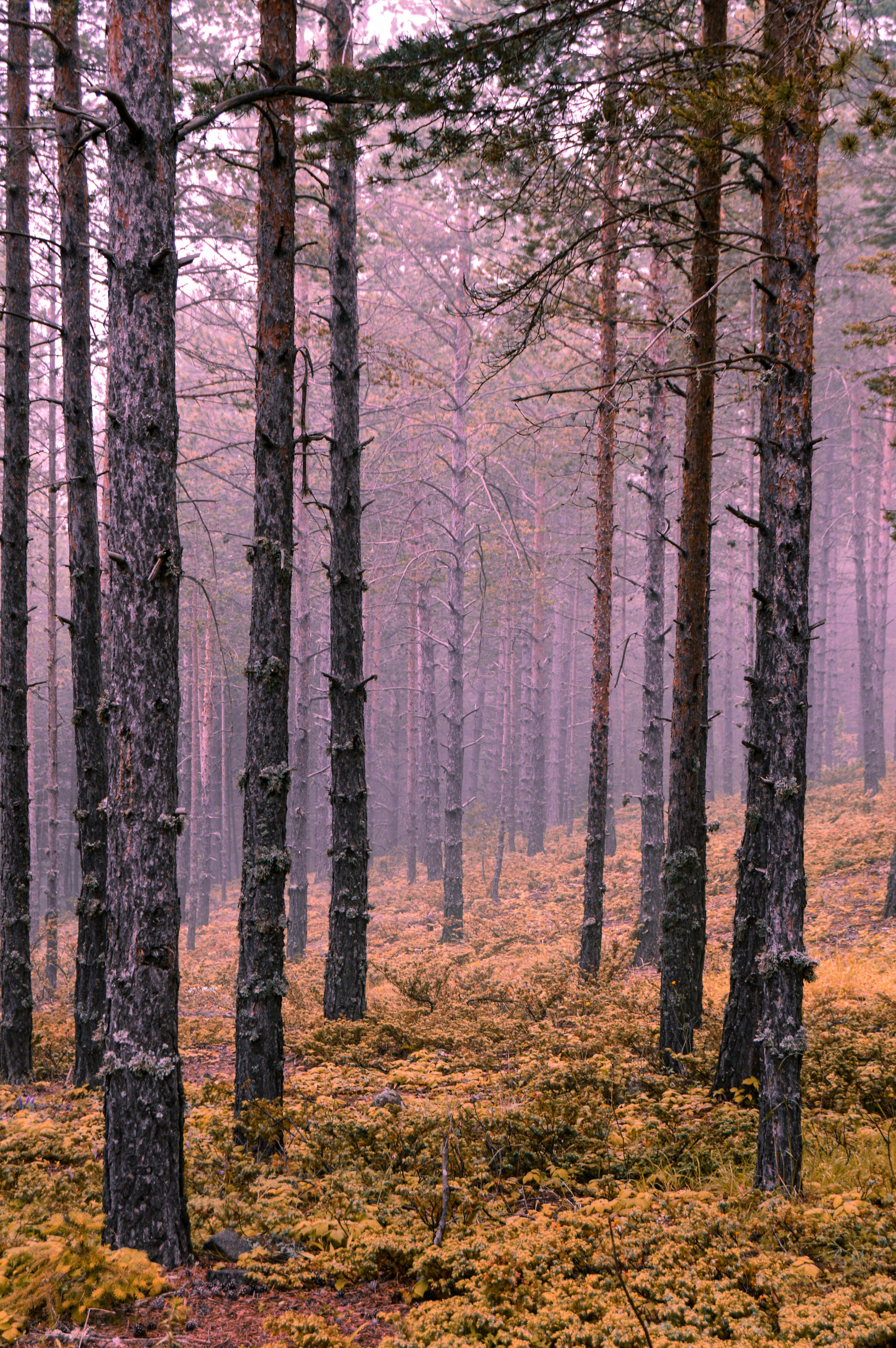 View of a Forest in Autumn · Free