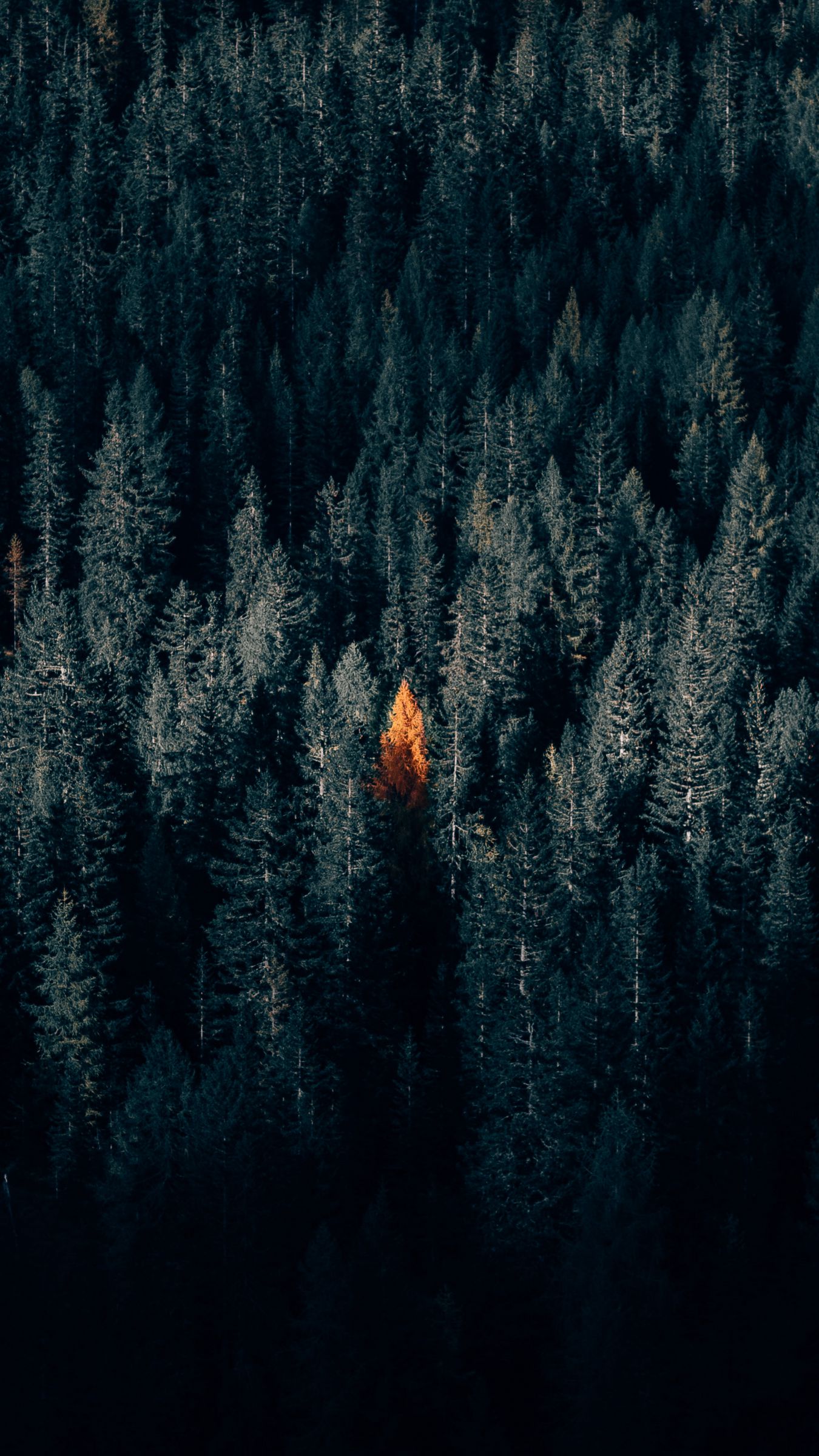 Download wallpaper 1350x2400 autumn, forest, aerial view, contrast, dark iphone 8+/7+/6s+/for parallax HD background