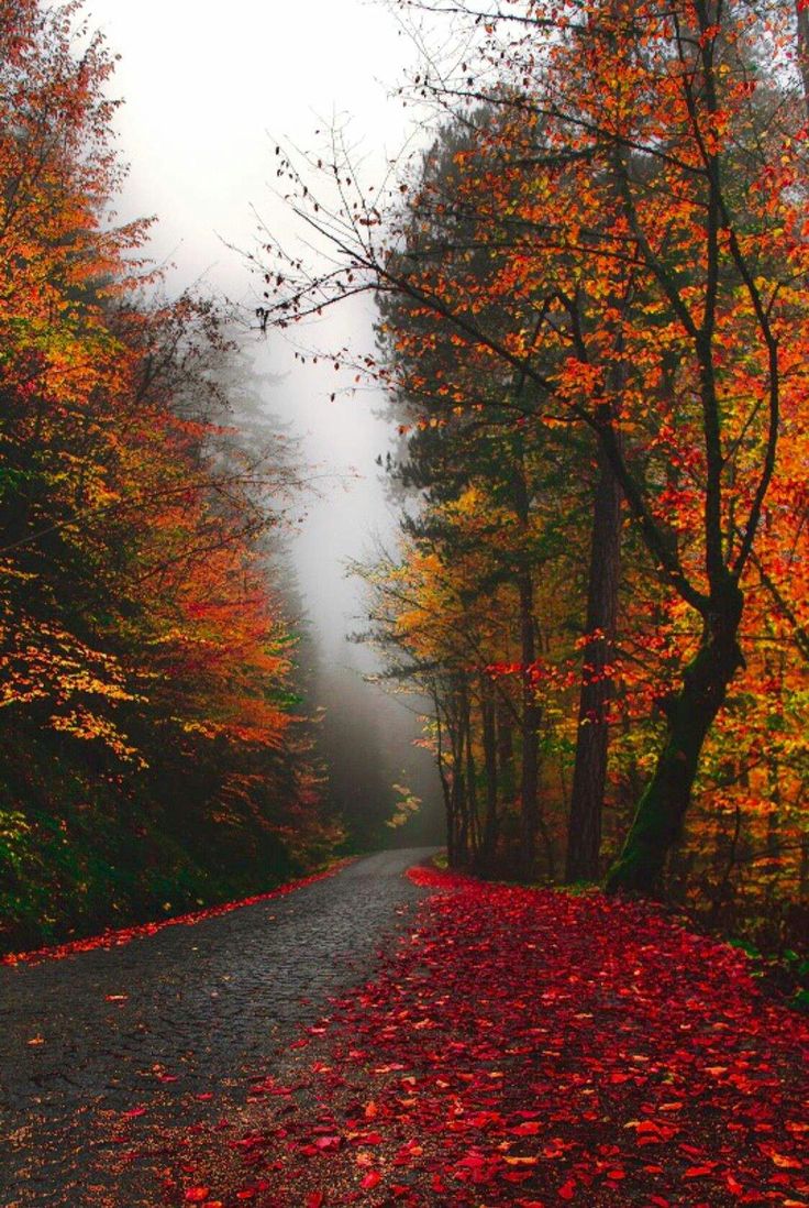 Beautiful Rain Wallpaper for Cool WhatsApp Status and Display Picture