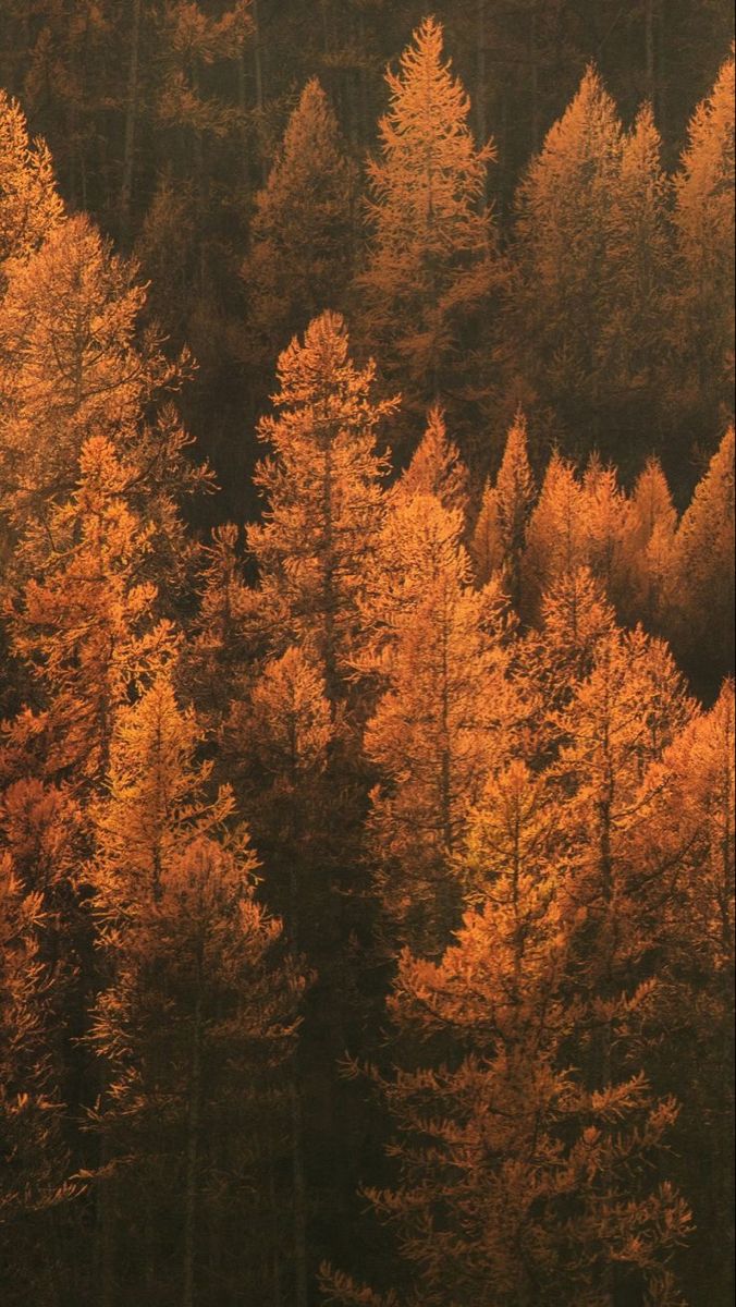 Tamarack