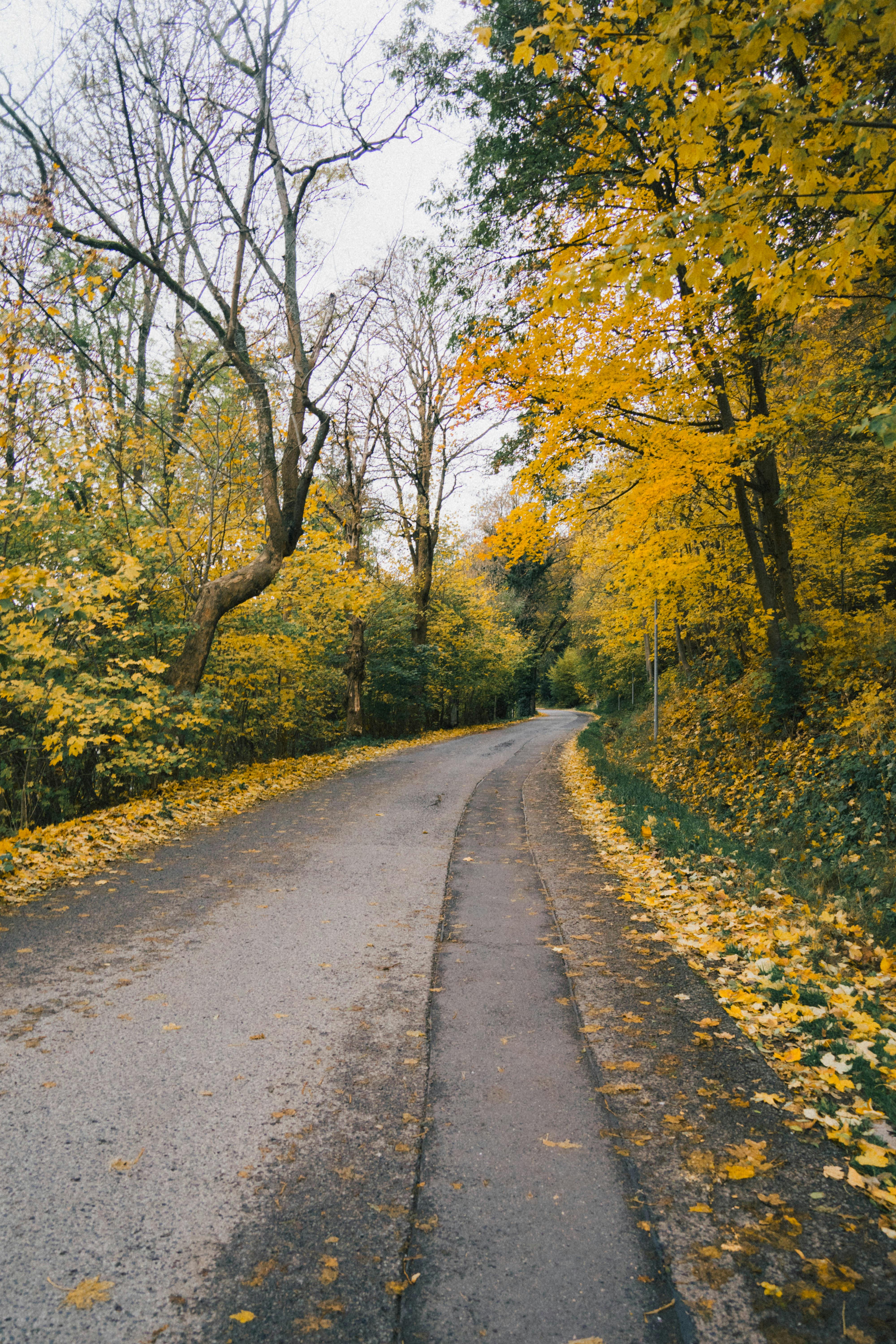 Road through Forest in Autumn · Free