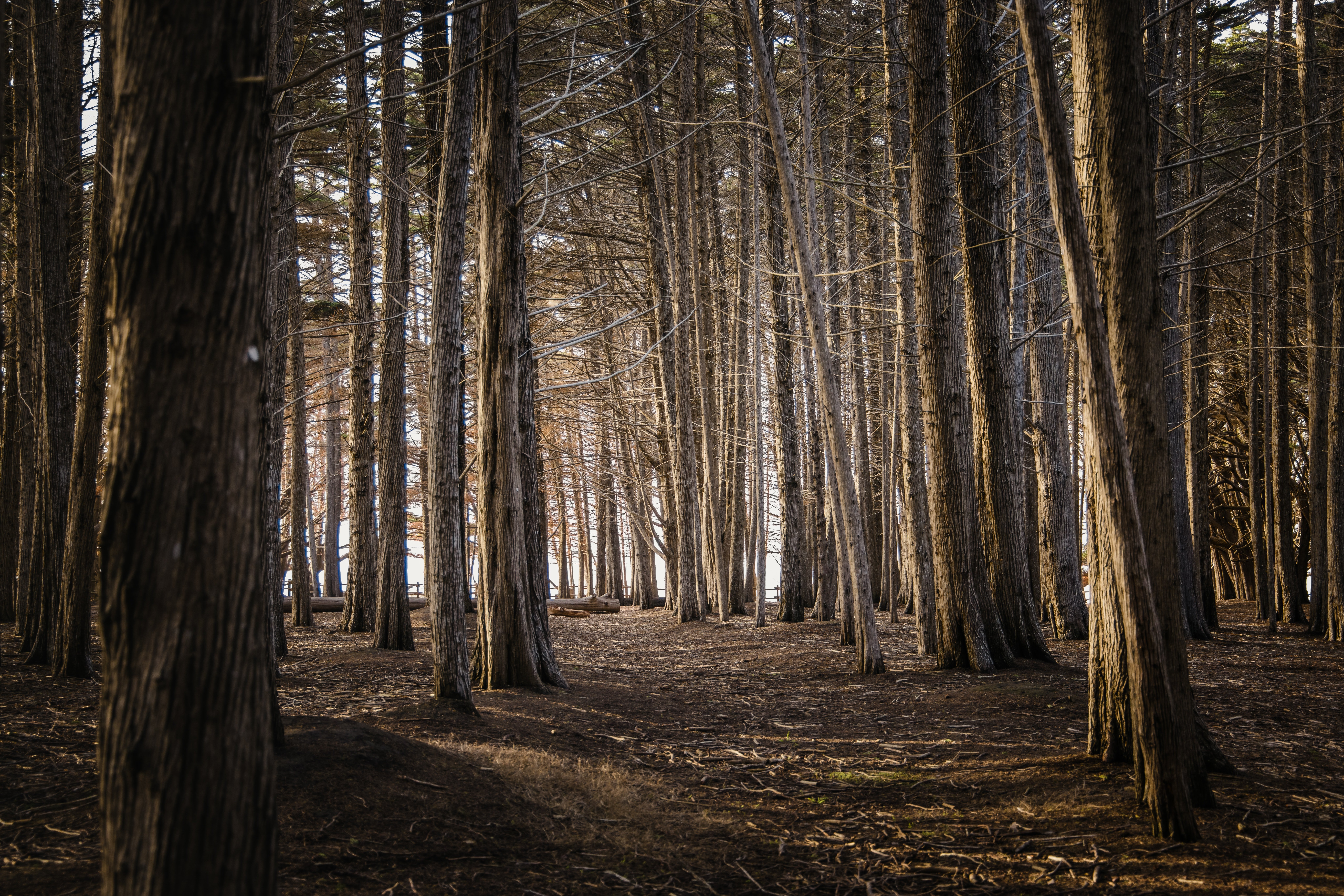 Deciduous trees dry forest autumn Wallpaper for Desktop