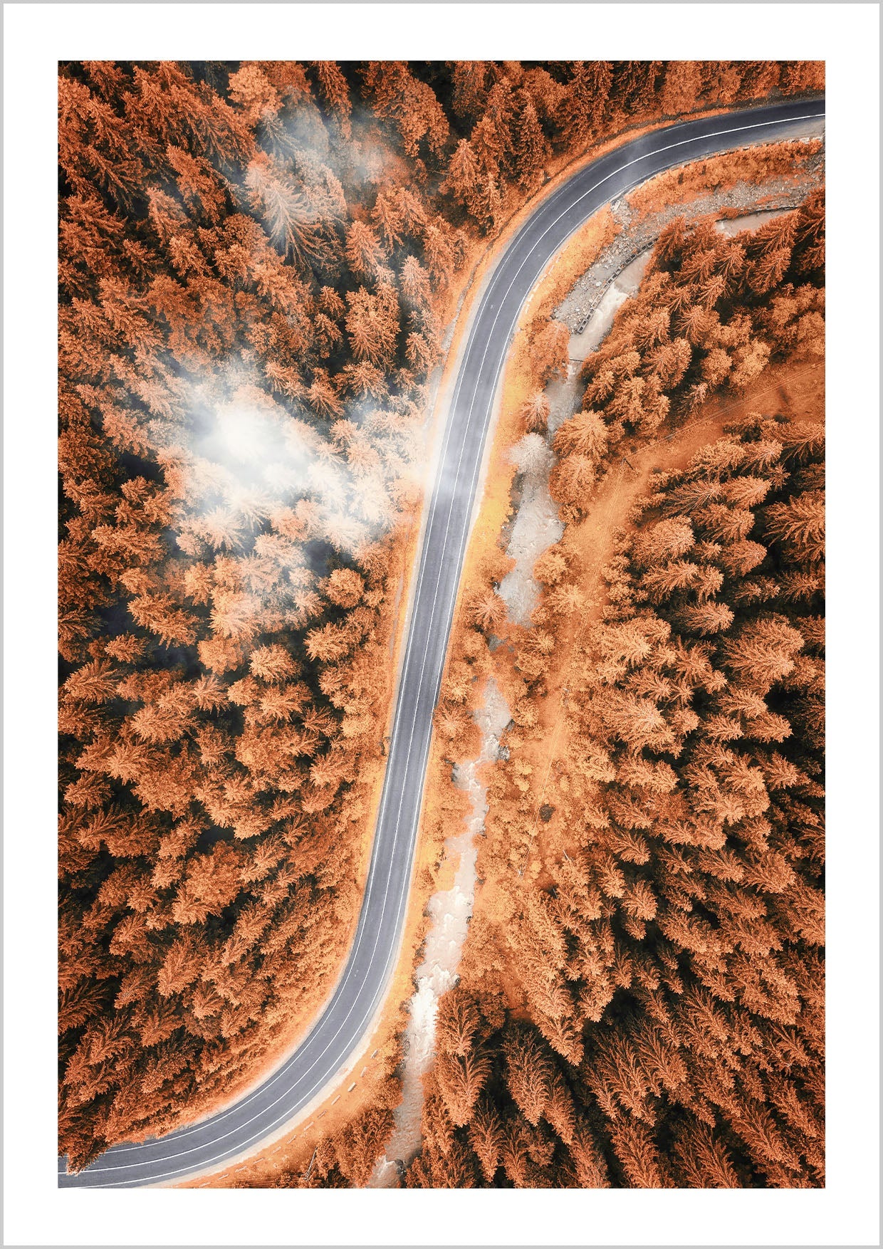 Aerial View Of A Pine Forest Road in Autumn