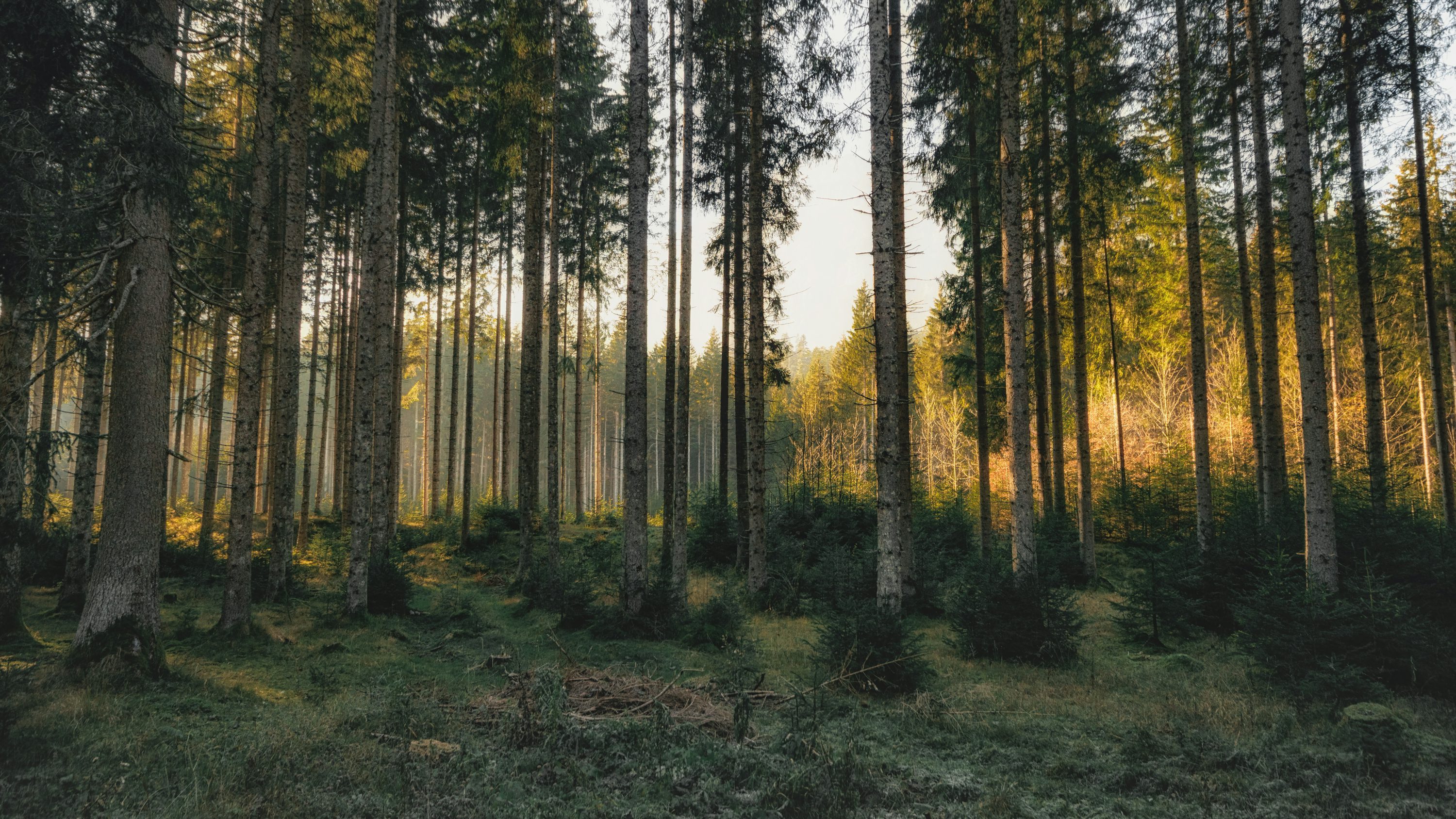 Pine Forest Picture [Stunning!]. Download Free Image