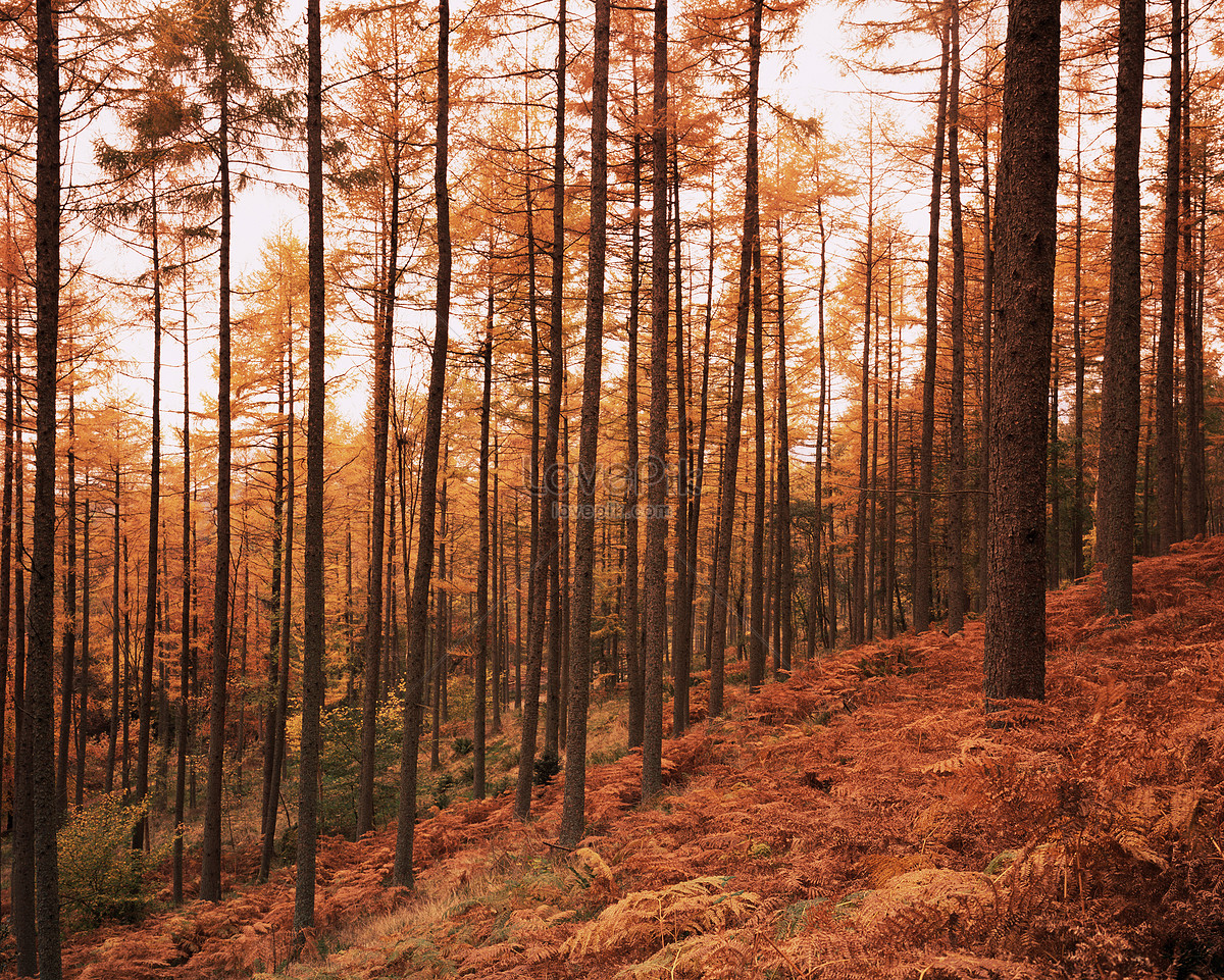 Pine Forest At Autumn Sunset Image And Picture For Free Download